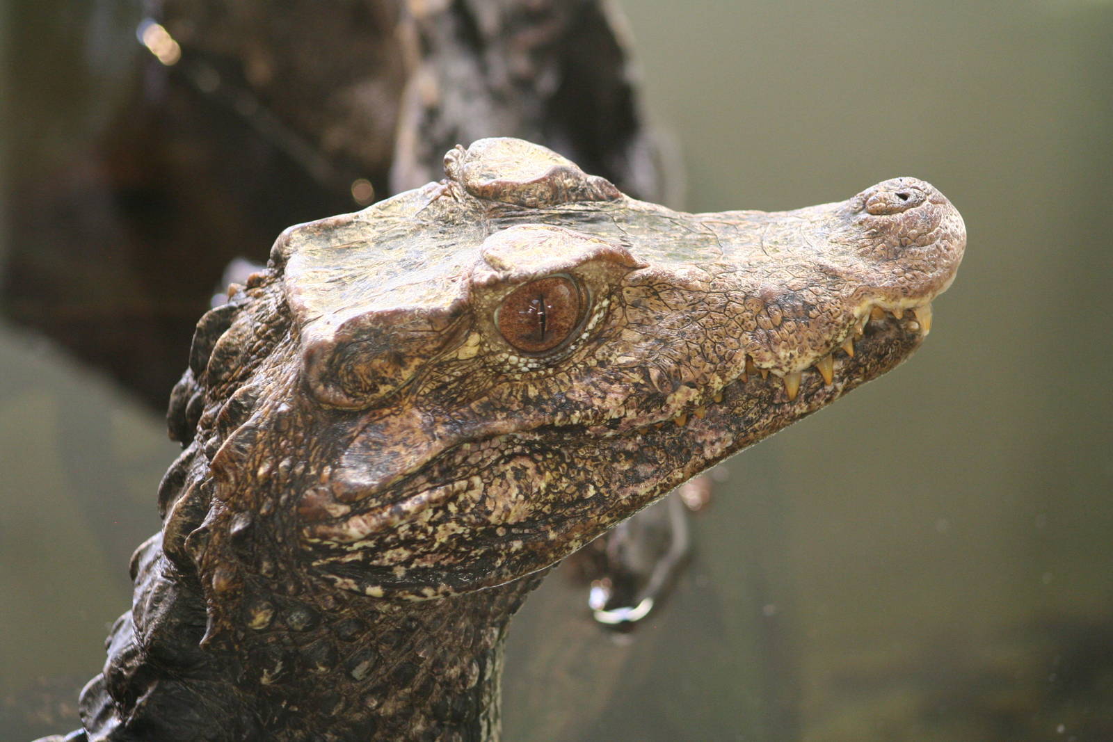 Cuvier's Dwarf Caiman @ Crocodiles of the World; 24.10.2014