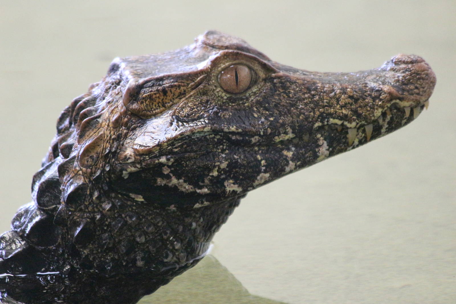 Cuvier's Dwarf Caiman @ Crocs of the World 23.09.2016