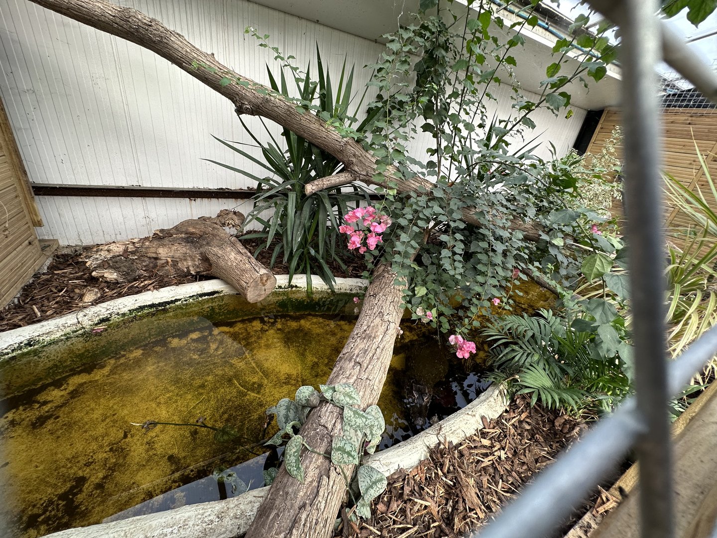 Cuvier's Dwarf Caiman Enclosure at Johnsons of Old Hurst (October 2023)