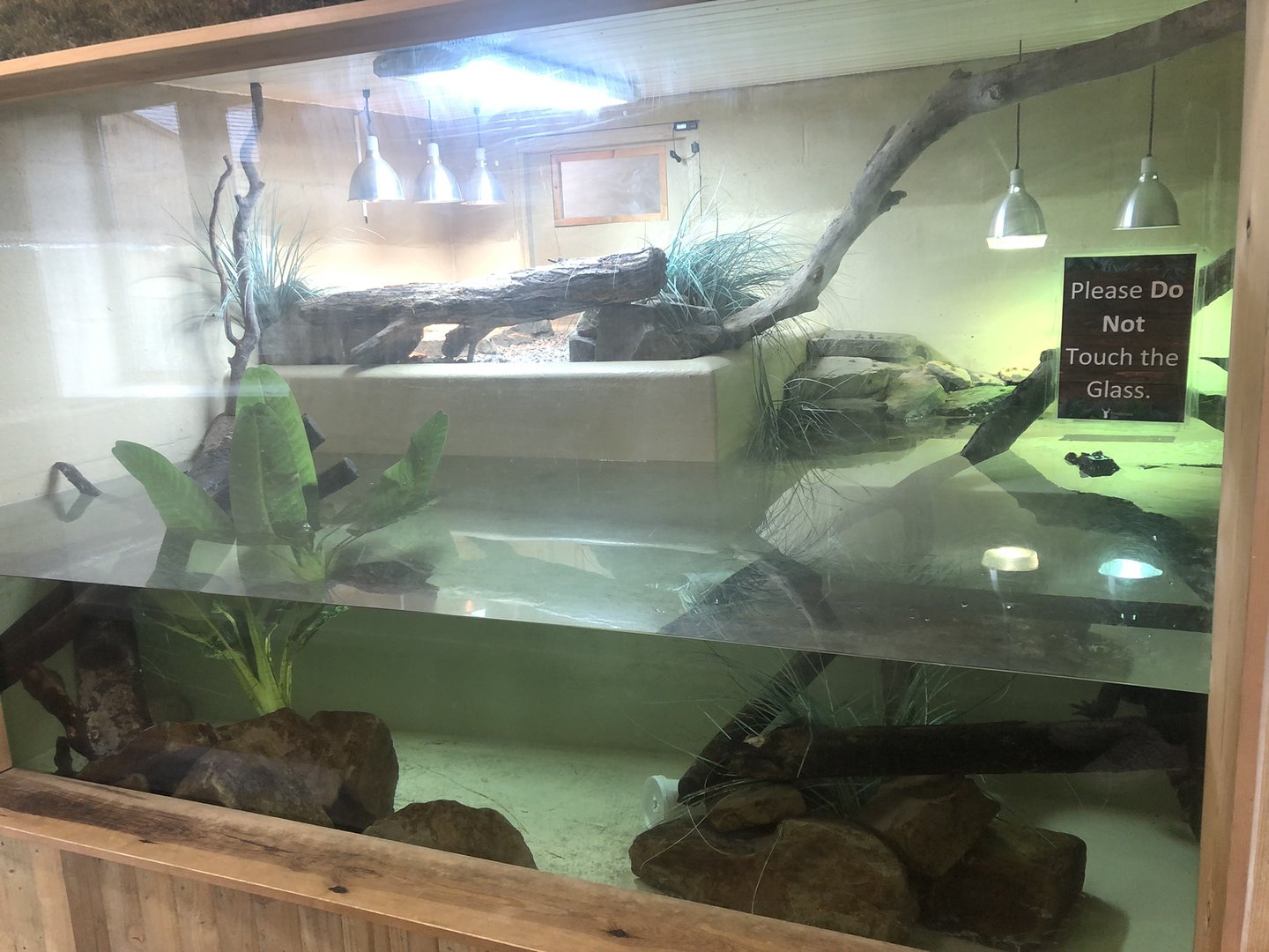 Cuvier's Dwarf Caiman Enclosure at Ponderosa Zoo (October 2022)