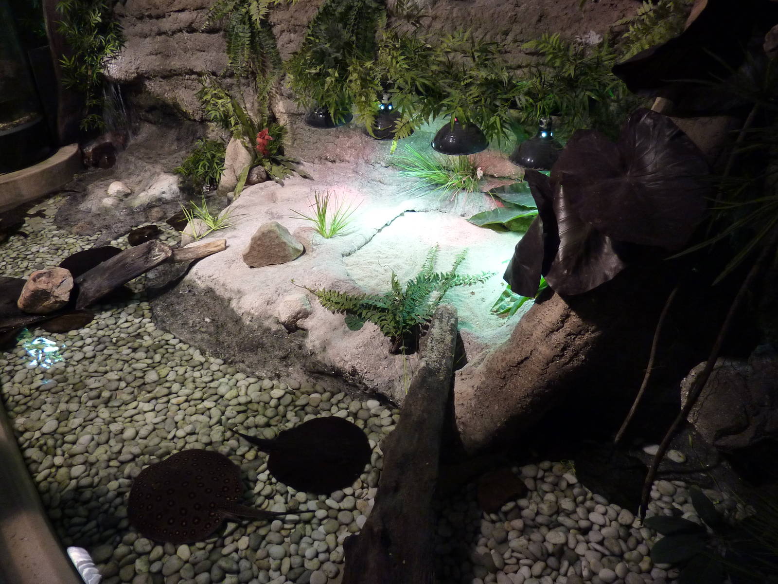 Cuvier's dwarf caiman enclosure