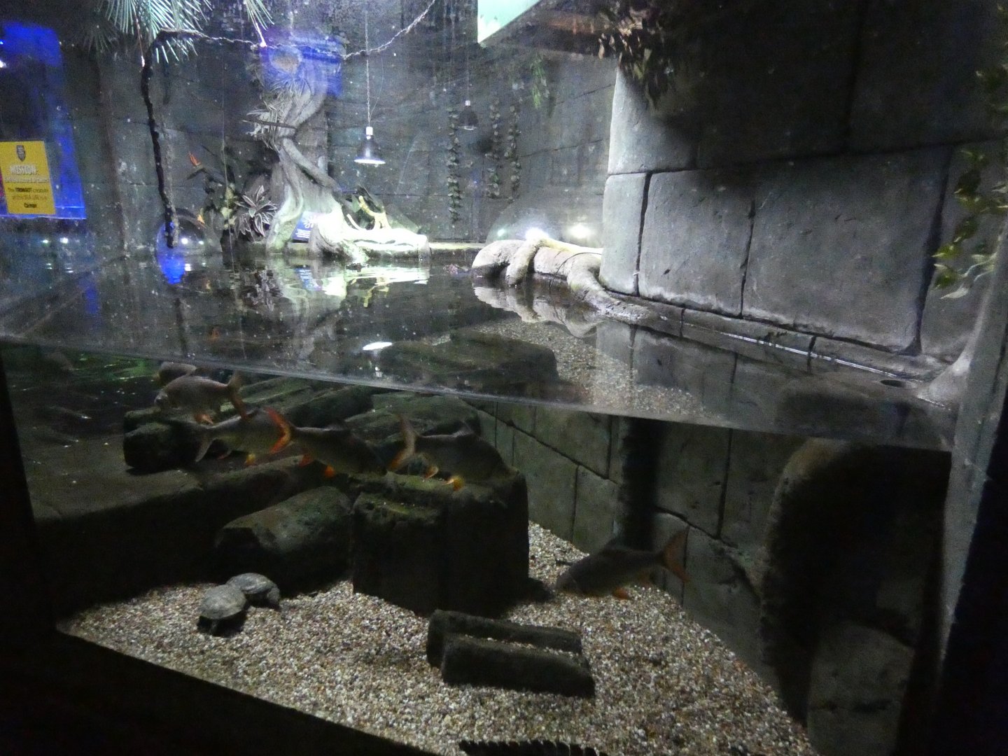 Cuvier's dwarf caiman enclosure