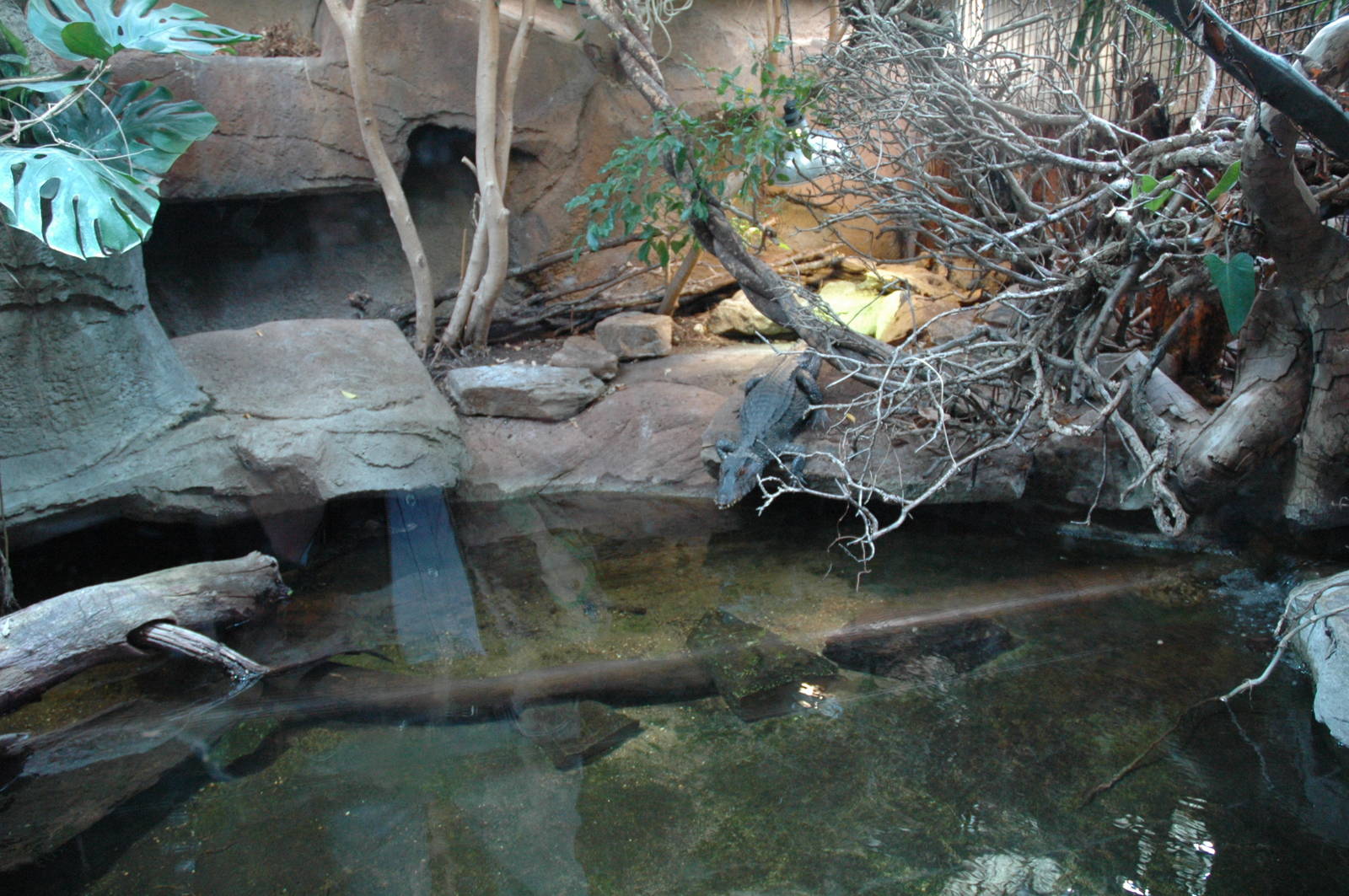 Cuvier's Dwarf Caiman Enclosure