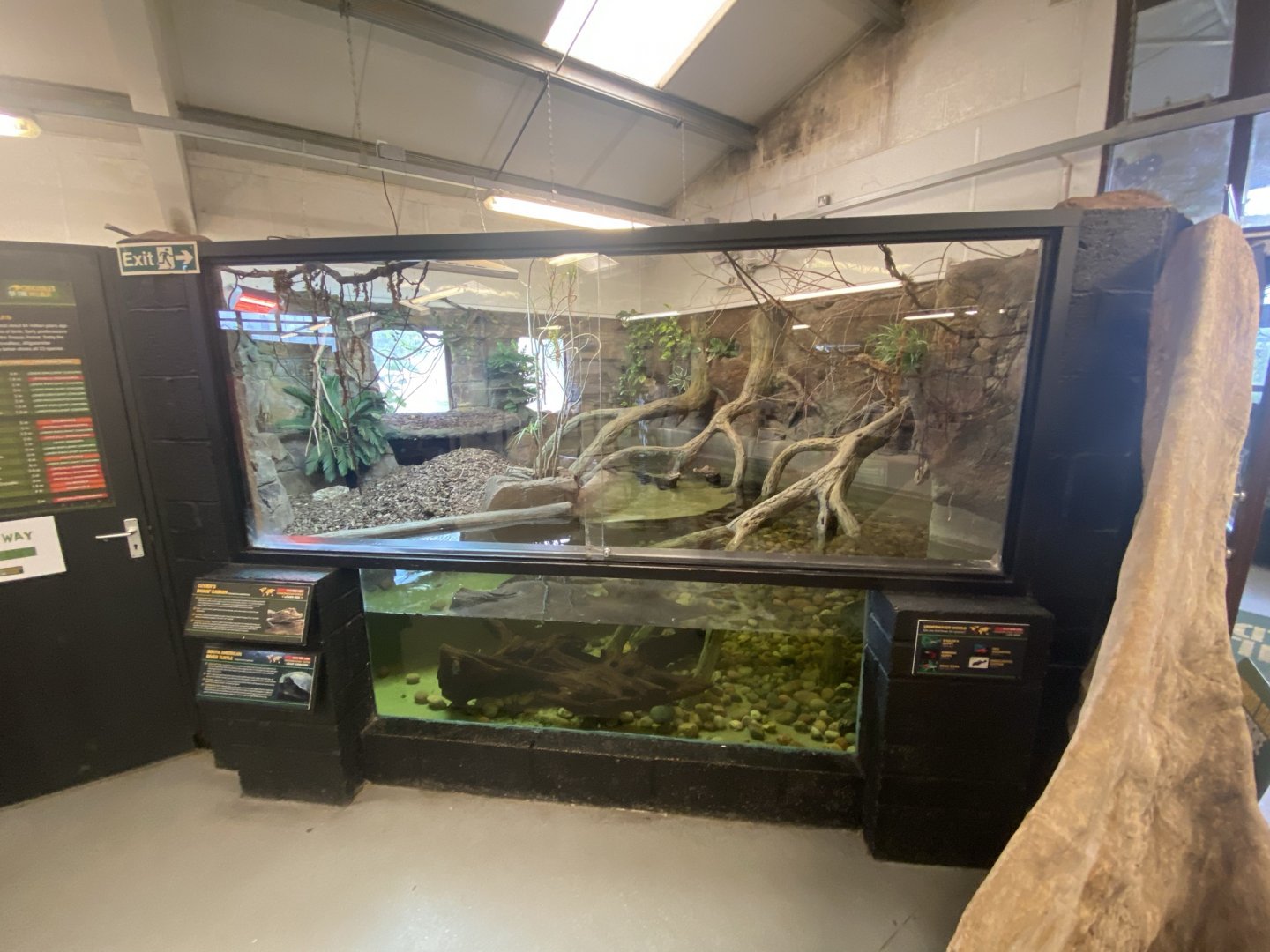 Cuvier's dwarf caiman exhibit 020821