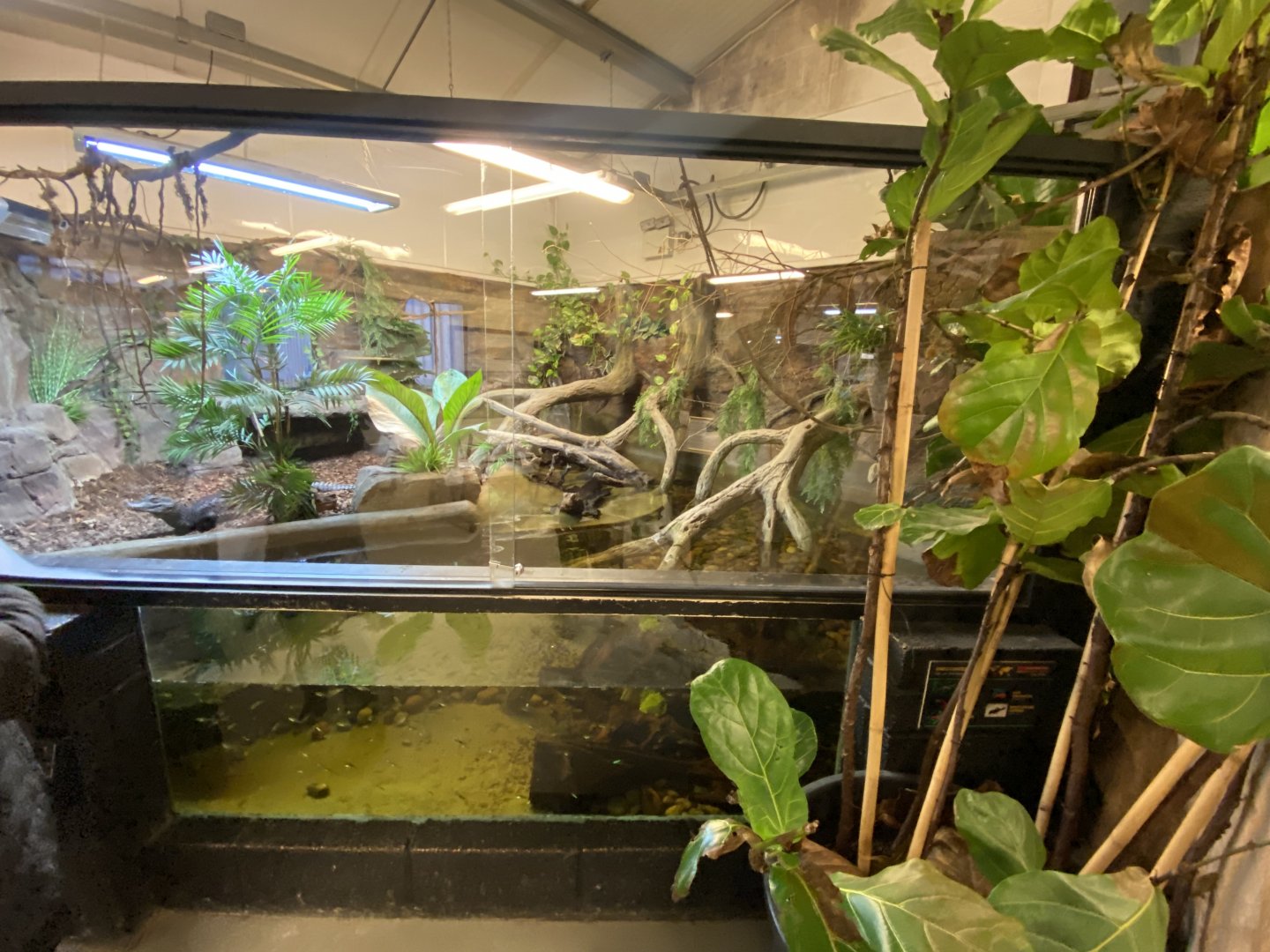 Cuvier’s dwarf caiman exhibit 040124