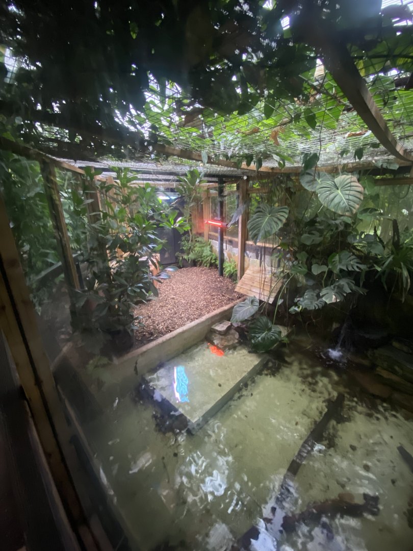 Cuvier’s dwarf caiman exhibit 050924