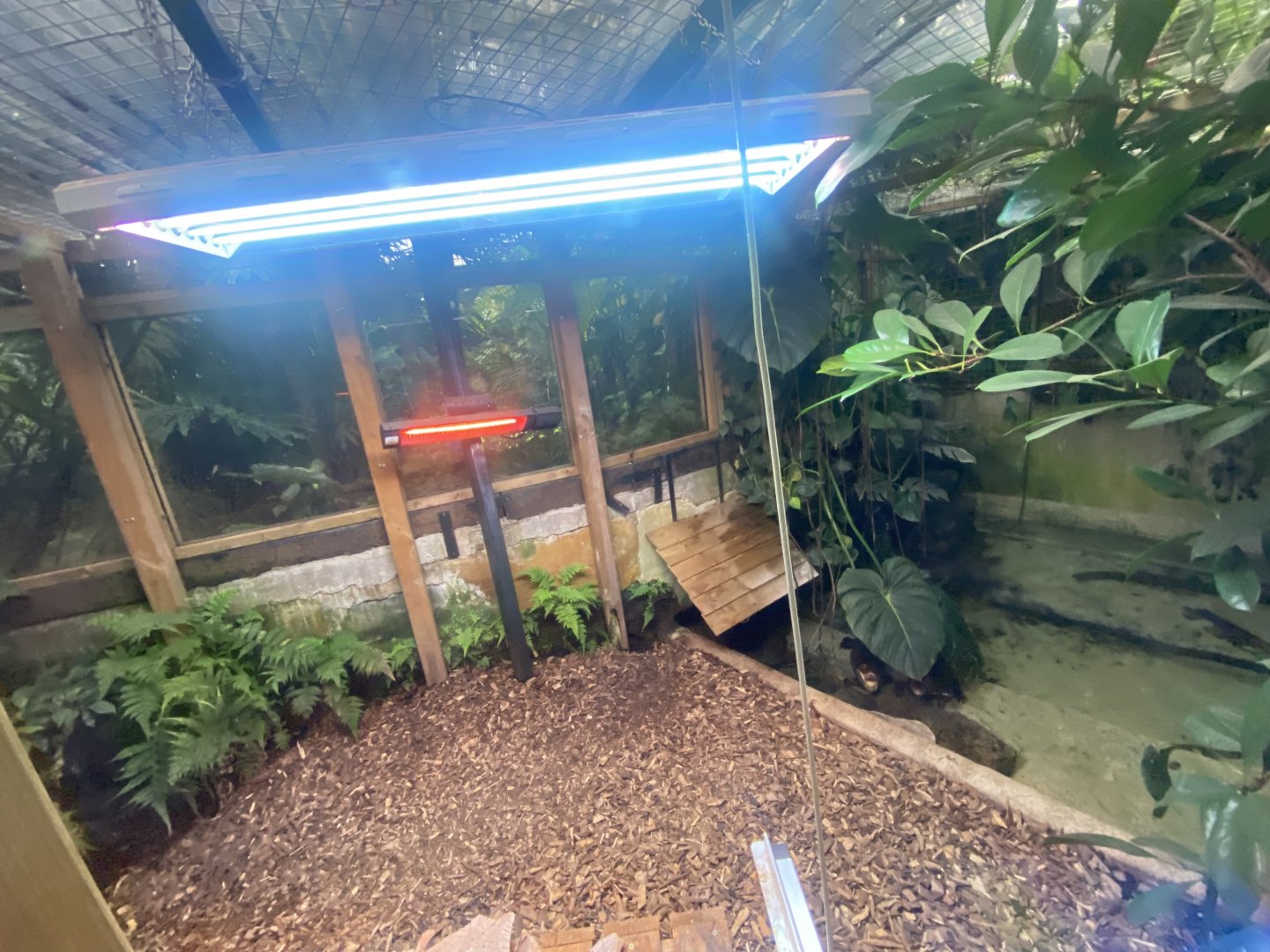 Cuvier’s dwarf caiman exhibit 050924