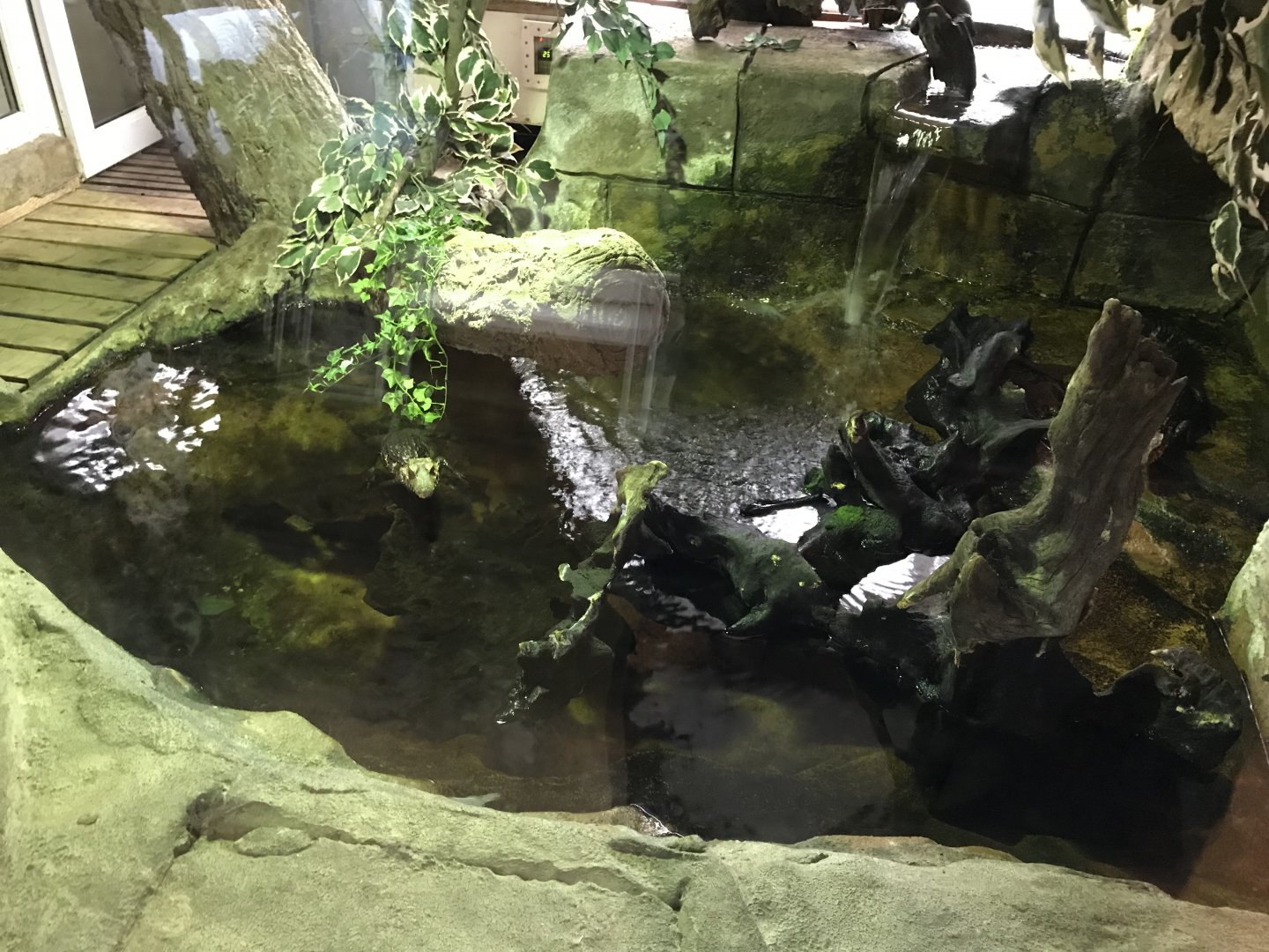 Cuvier's dwarf caiman exhibit 150418