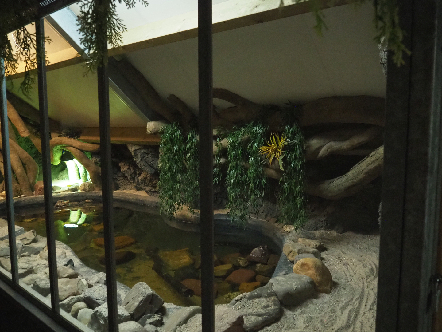 Cuvier's dwarf caiman exhibit, 2022-05-17