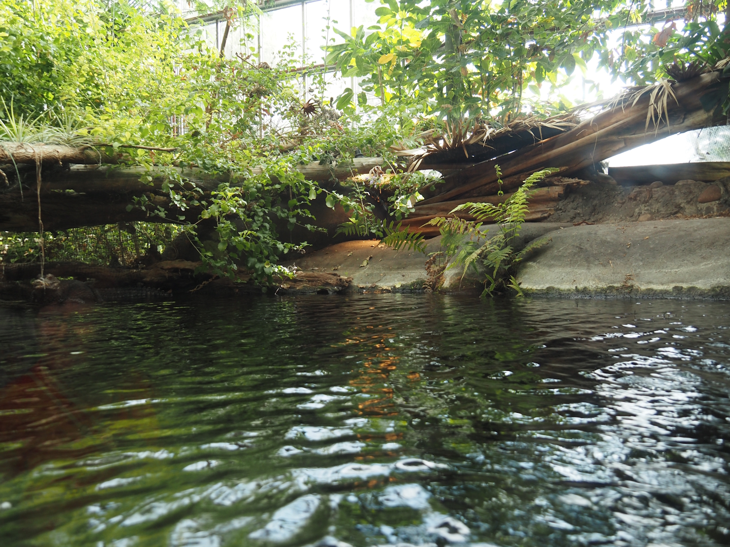 Cuvier's dwarf caiman exhibit, 2024-06-30