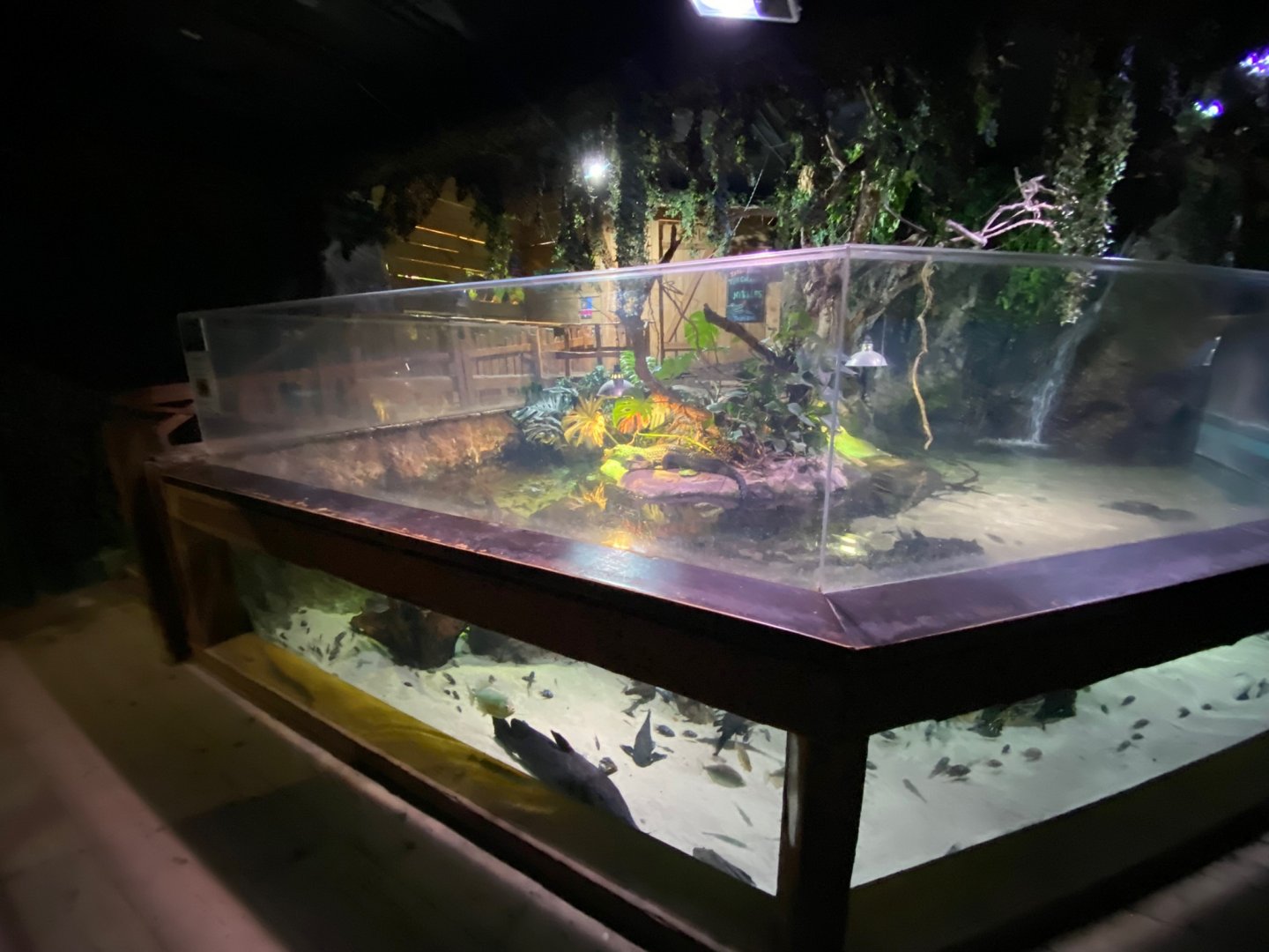 Cuvier’s Dwarf caiman exhibit 240122