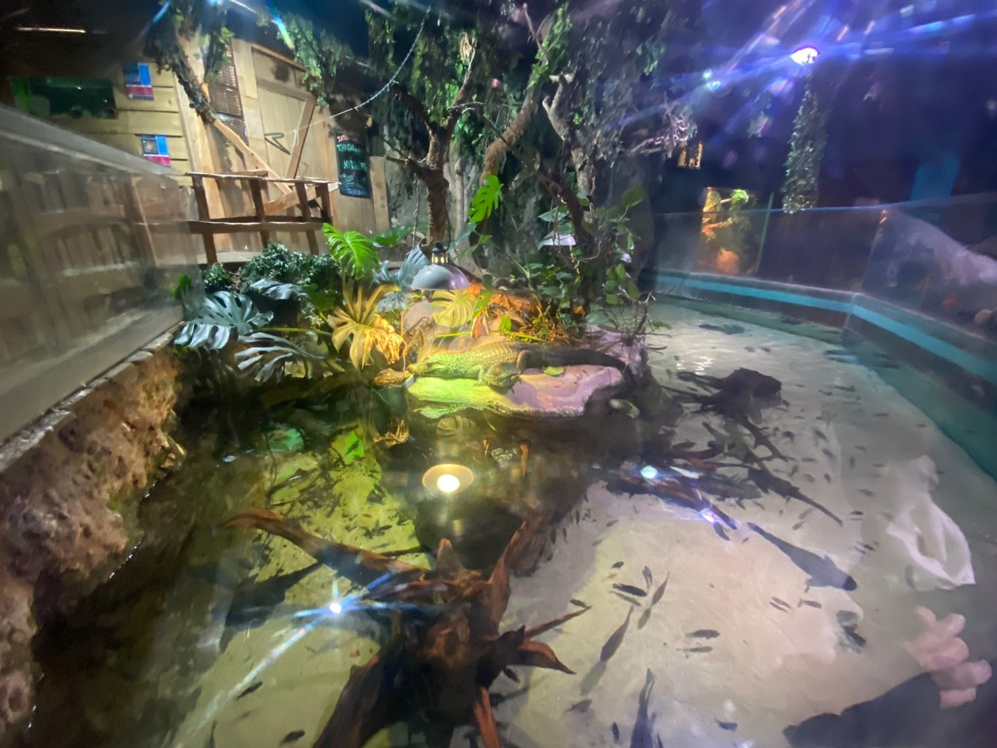 Cuvier’s Dwarf caiman exhibit 240122