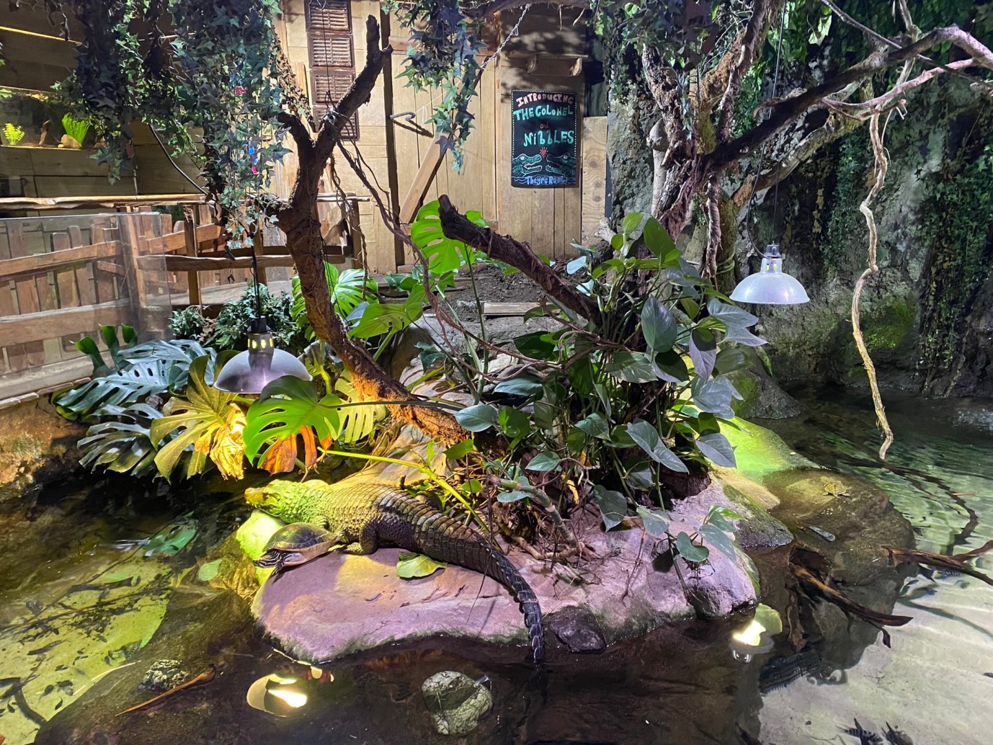 Cuvier’s Dwarf caiman exhibit 240122