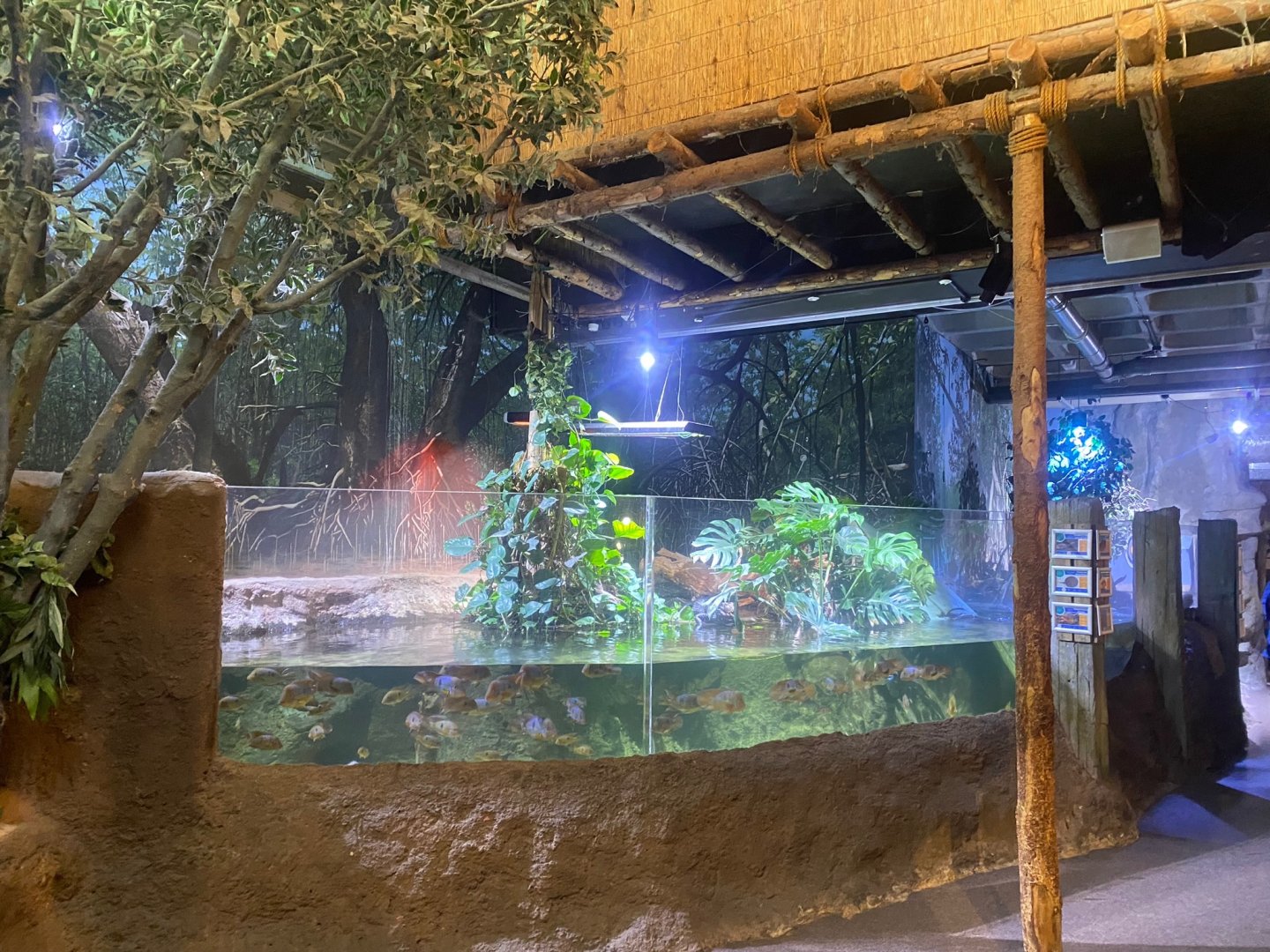 Cuvier’s dwarf caiman exhibit 251123