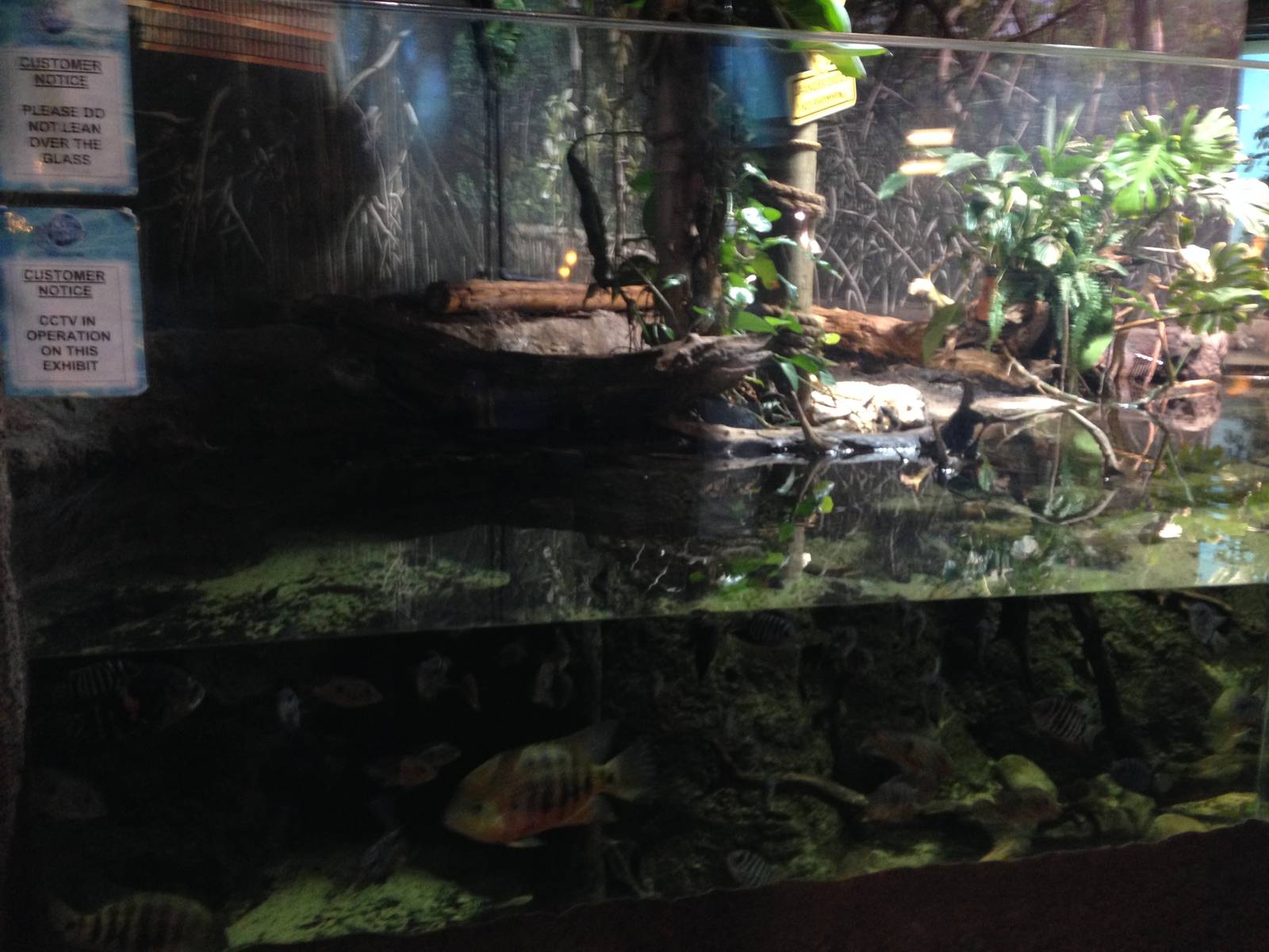 Cuviers Dwarf Caiman Exhibit at Blue Planet Aquarium - 05/10/2013