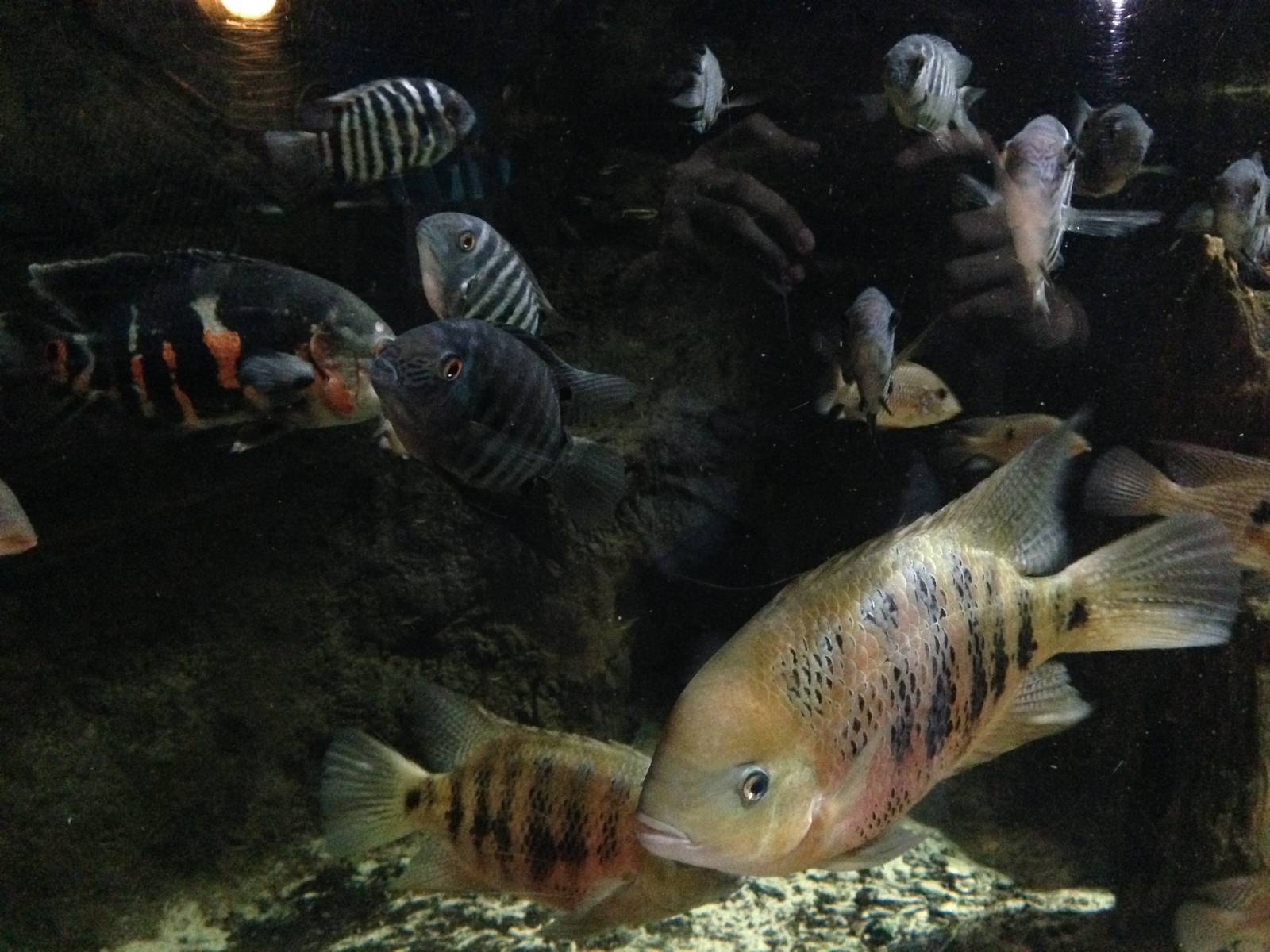 Cuvier's Dwarf Caiman Exhibit at Blue Planet Aquarium - 05/10/2013