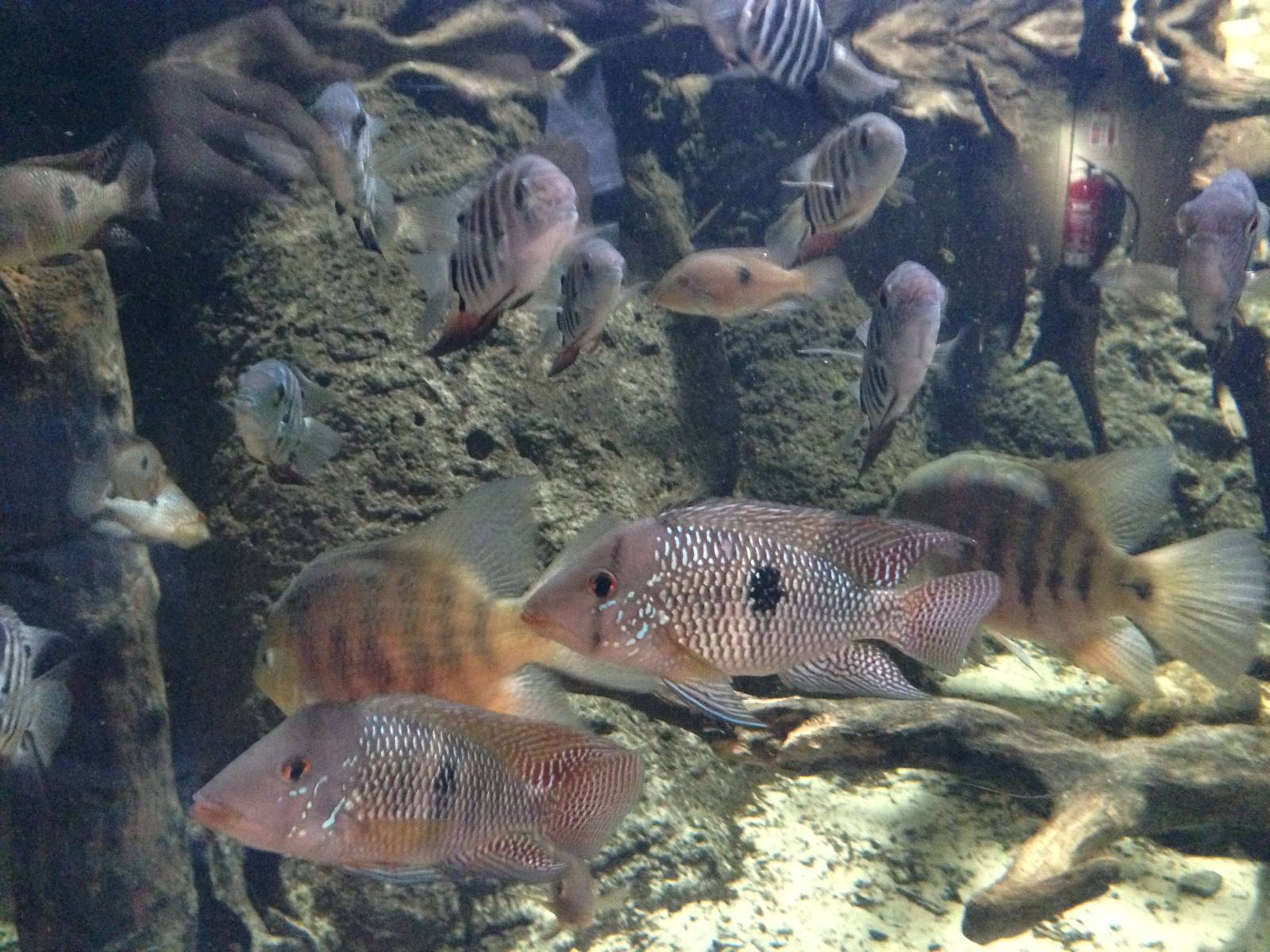 Cuviers Dwarf Caiman Exhibit at Blue Planet Aquarium - 05/10/2013