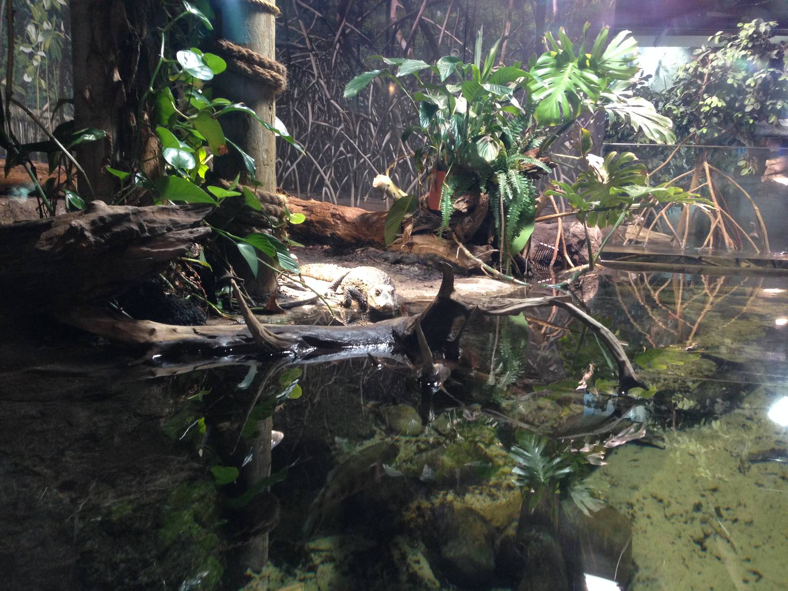 Cuviers Dwarf Caiman Exhibit at Blue Planet Aquarium - 05/10/2013