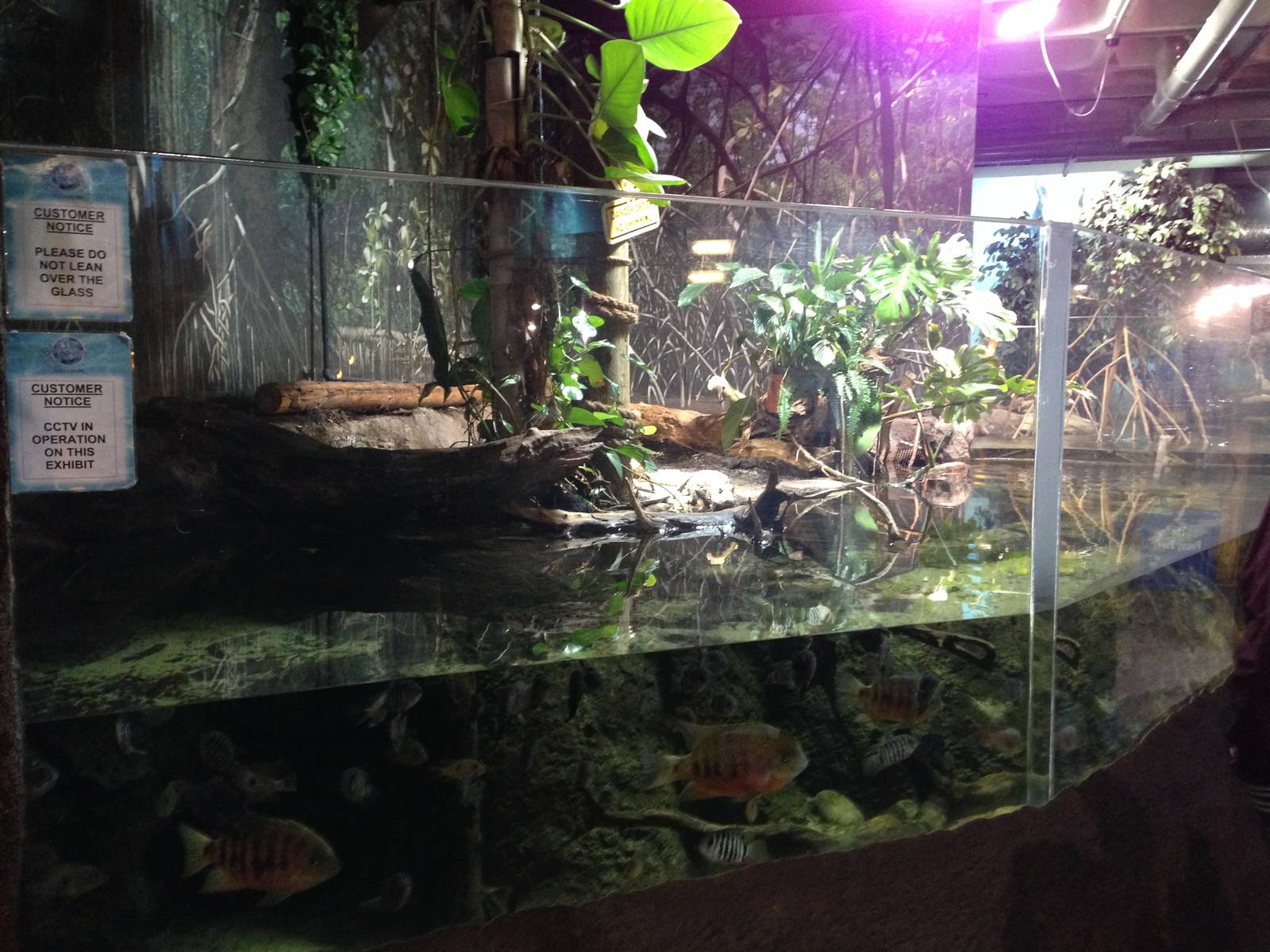 Cuviers Dwarf Caiman Exhibit at Blue Planet Aquarium - 05/10/2013