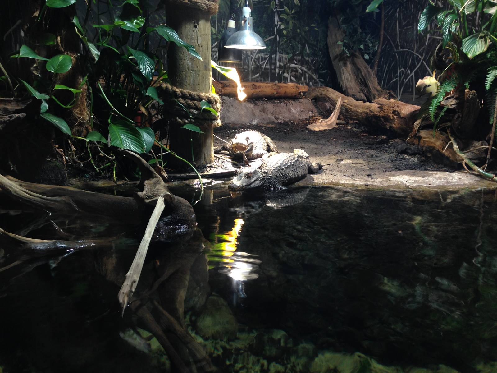 Cuviers Dwarf Caiman Exhibit at Blue Planet Aquarium - 05/10/2013