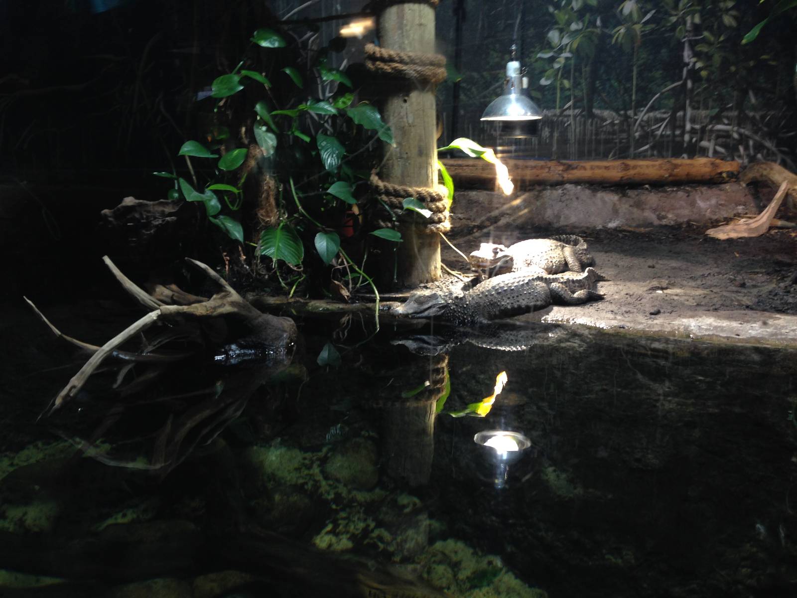 Cuvier's Dwarf Caiman Exhibit at Blue Planet Aquarium - 05/10/2013