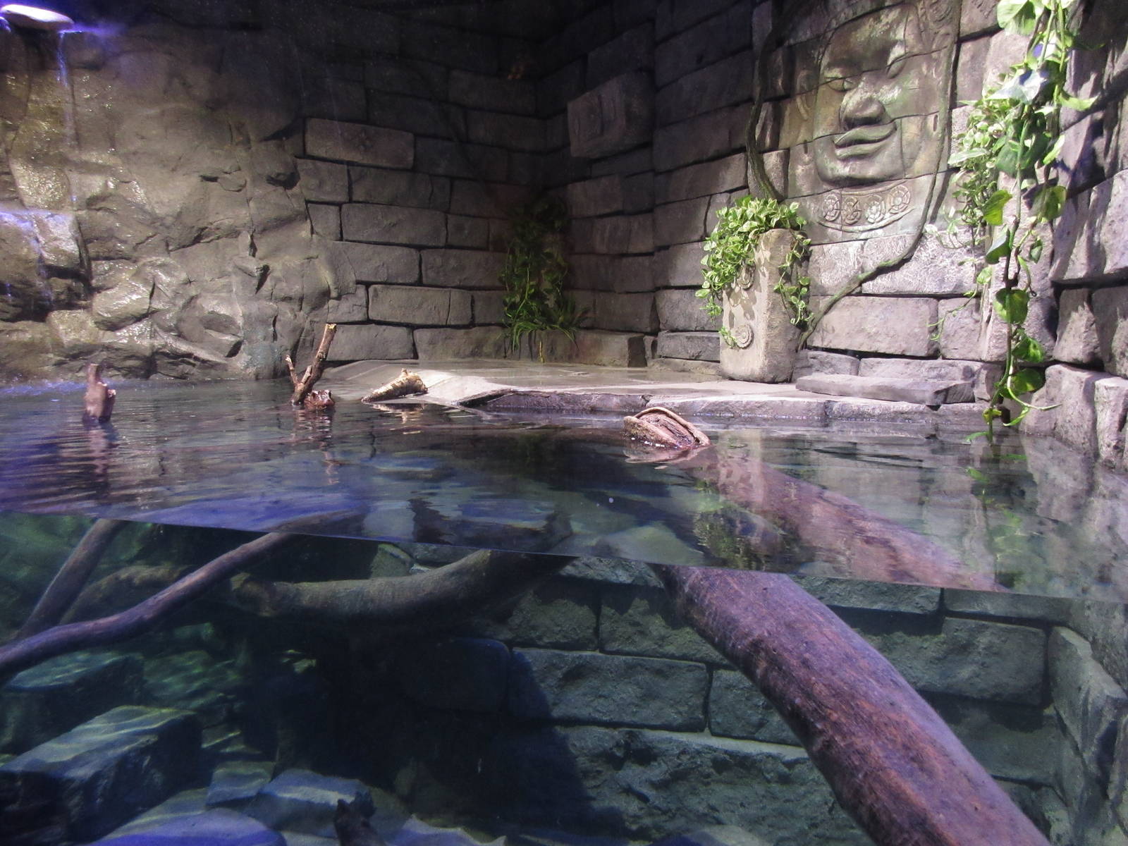 Cuvier's Dwarf Caiman Exhibit (New in 2015)