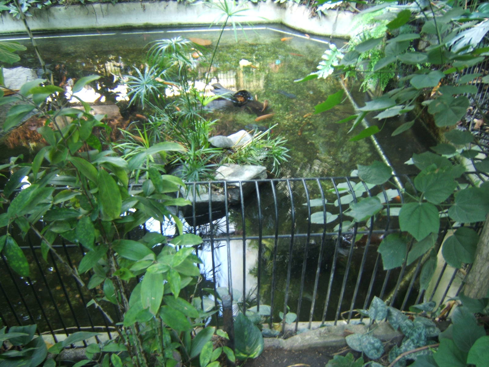 Cuviers Dwarf Caiman exhibit