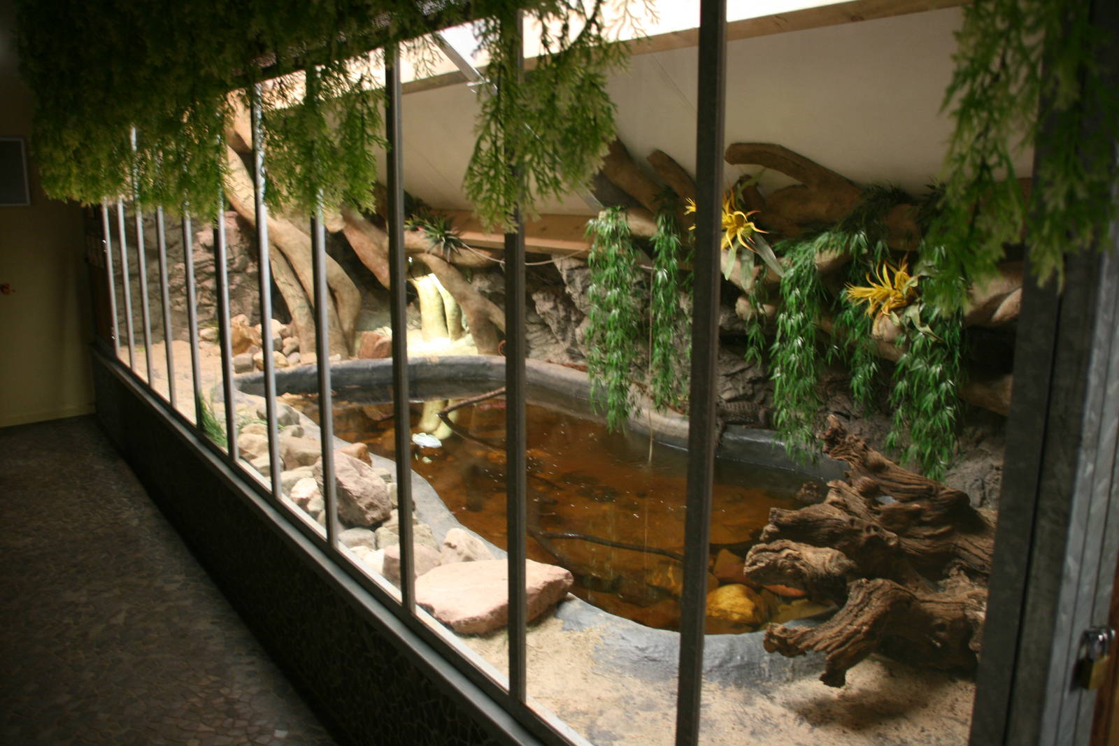 Cuvier's dwarf caiman exhibit
