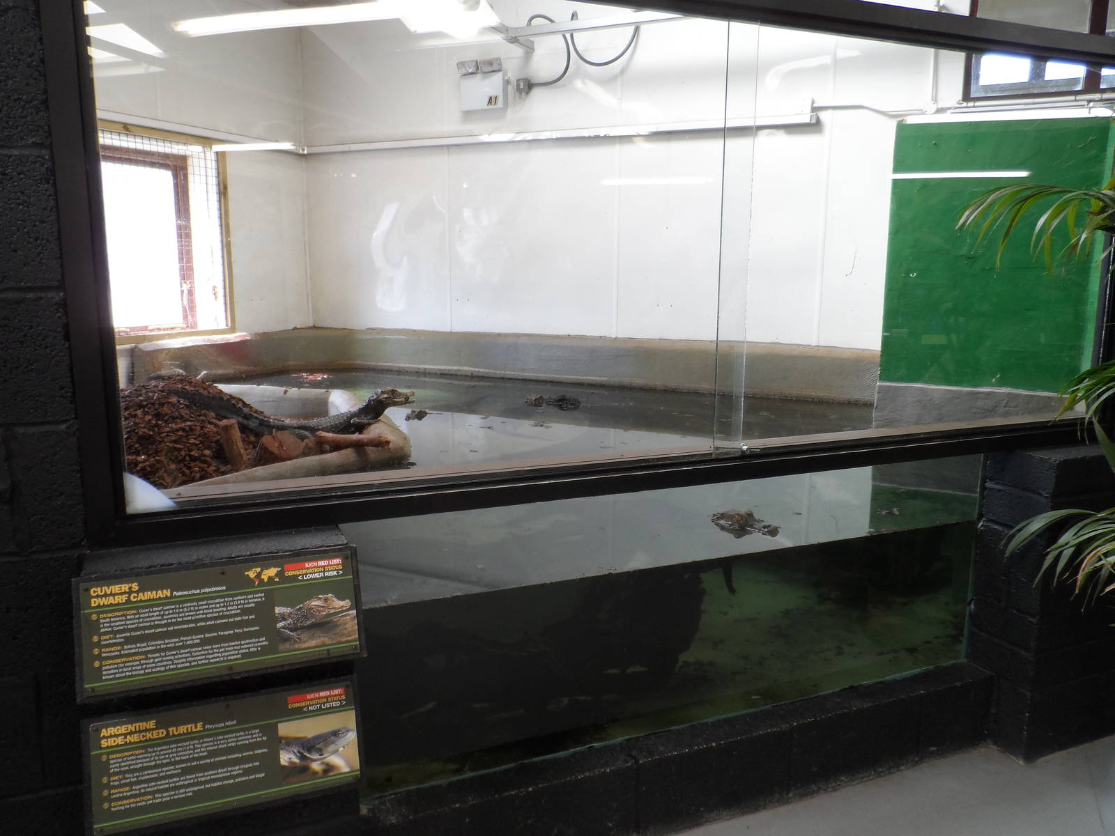 Cuvier's Dwarf Caiman Exhibit
