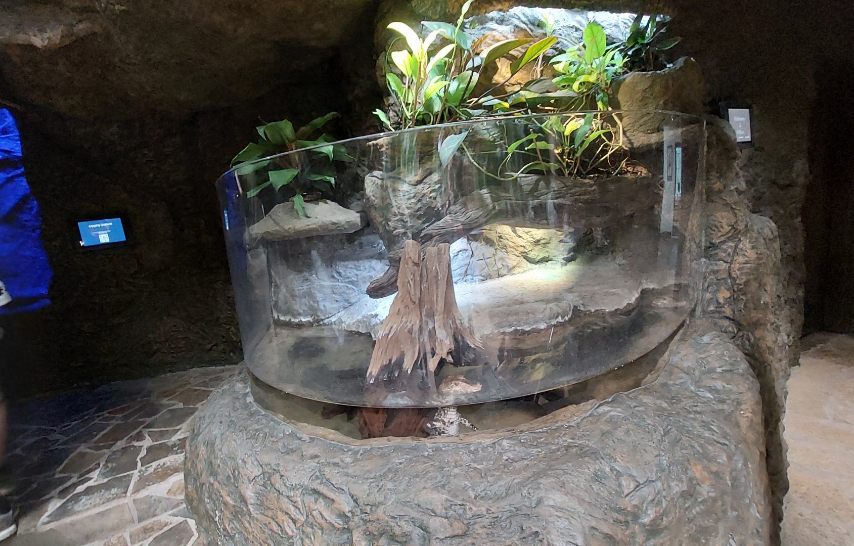 Cuvier's Dwarf Caiman exhibit