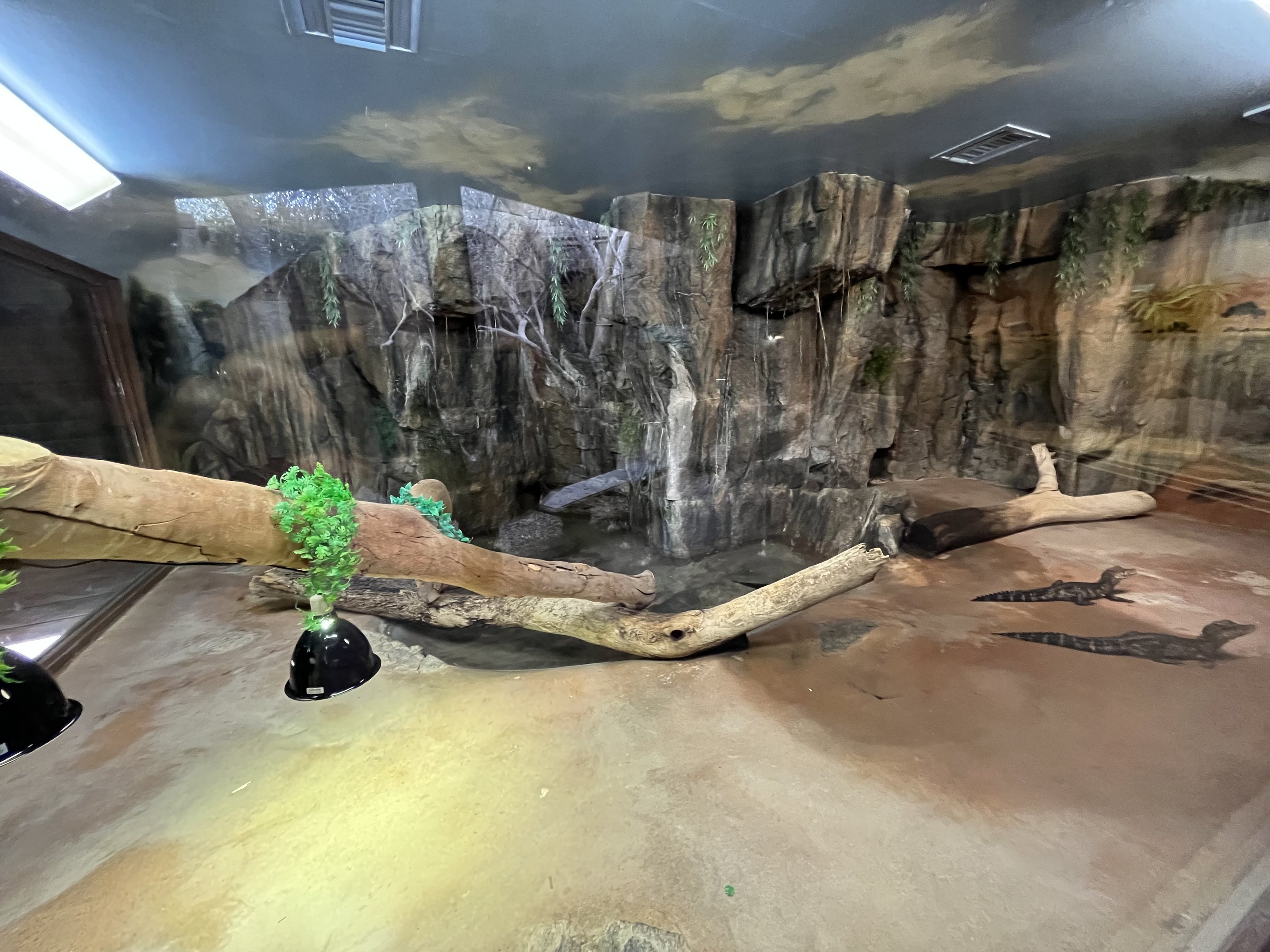 Cuvier’s Dwarf Caiman Exhibit