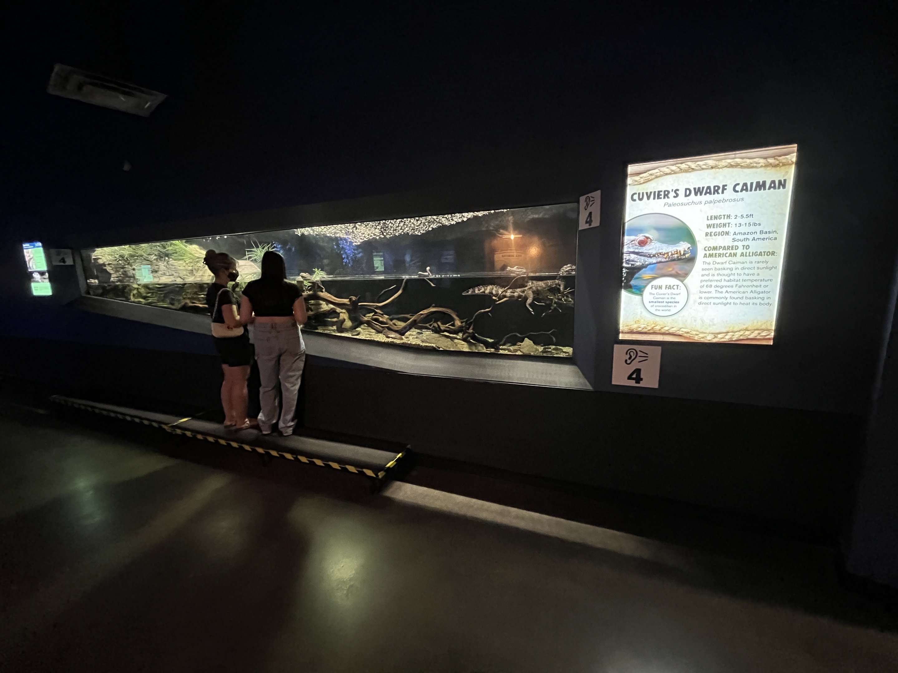 Cuvier’s Dwarf Caiman Exhibit