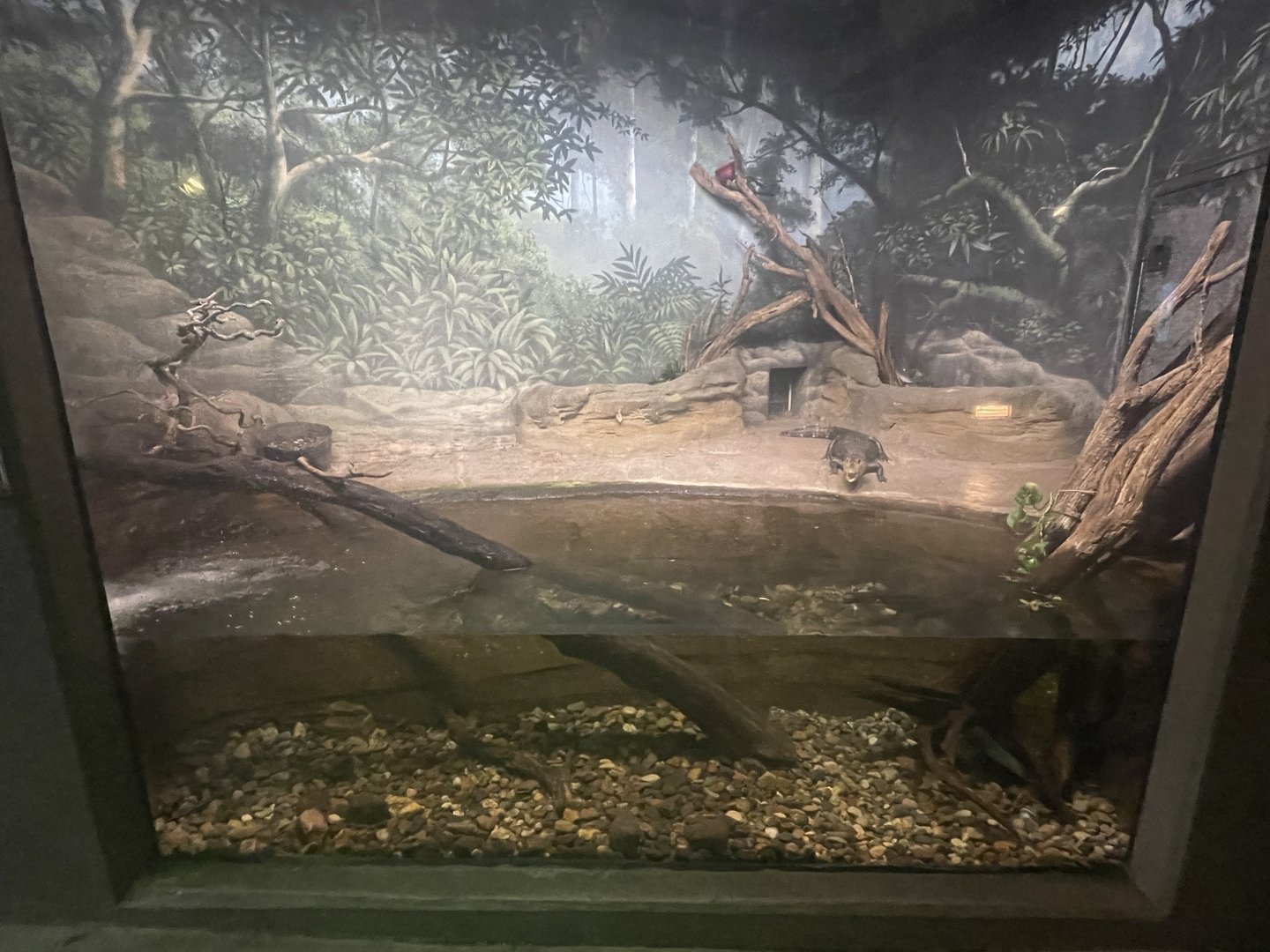 Cuvier’s Dwarf Caiman Exhibit