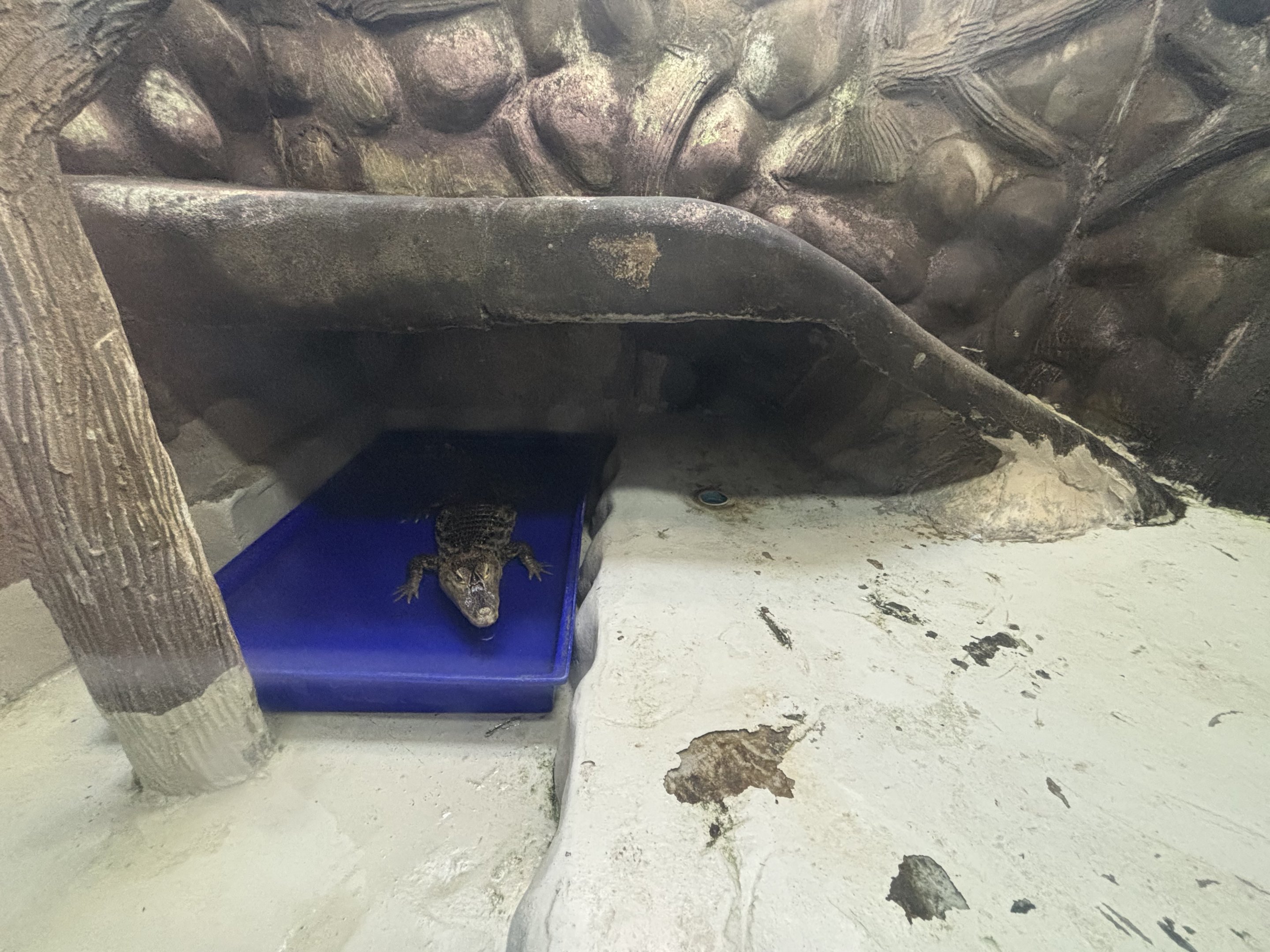 Cuvier’s Dwarf Caiman Exhibit