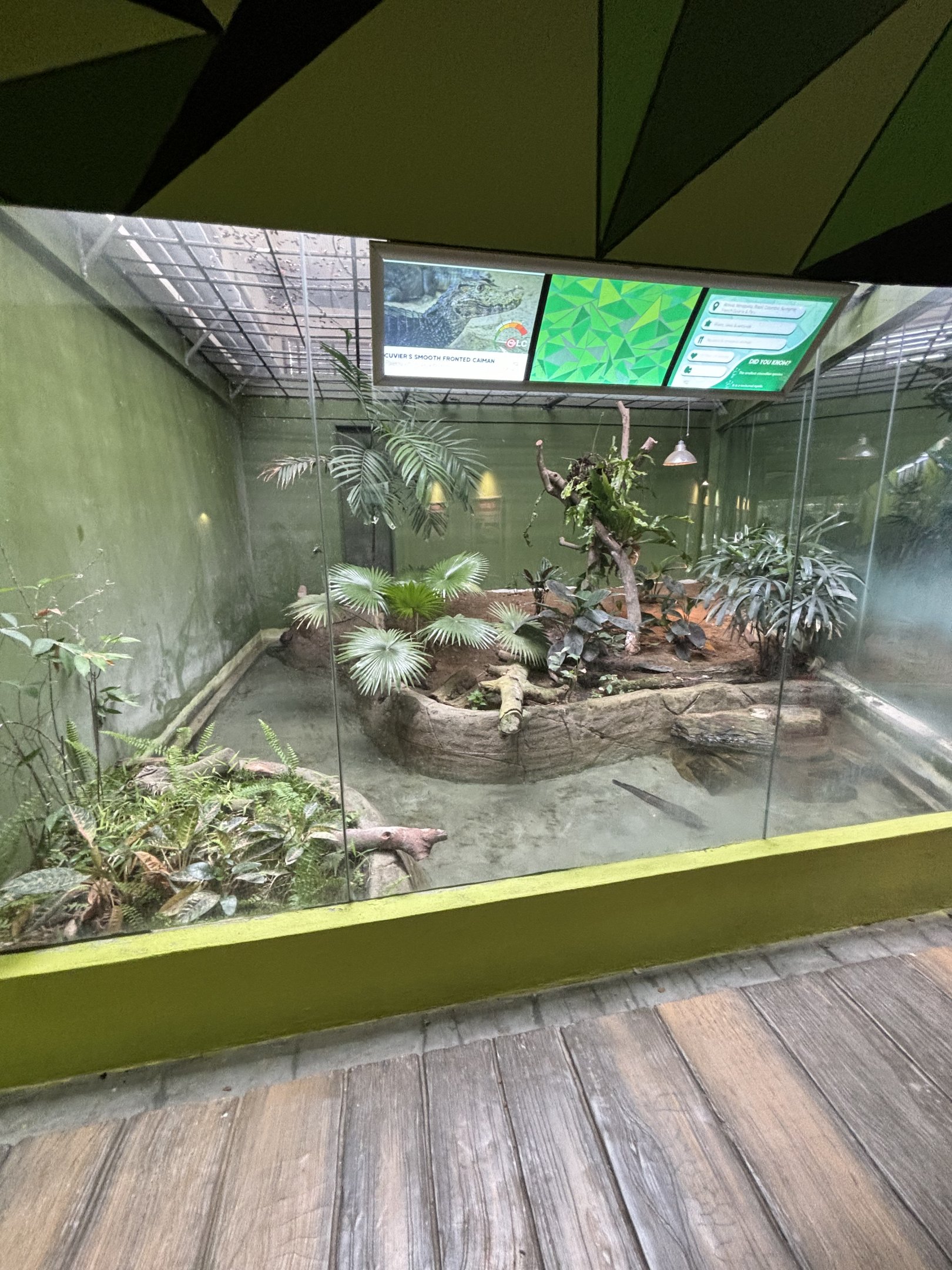 Cuvier’s Dwarf Caiman Exhibit
