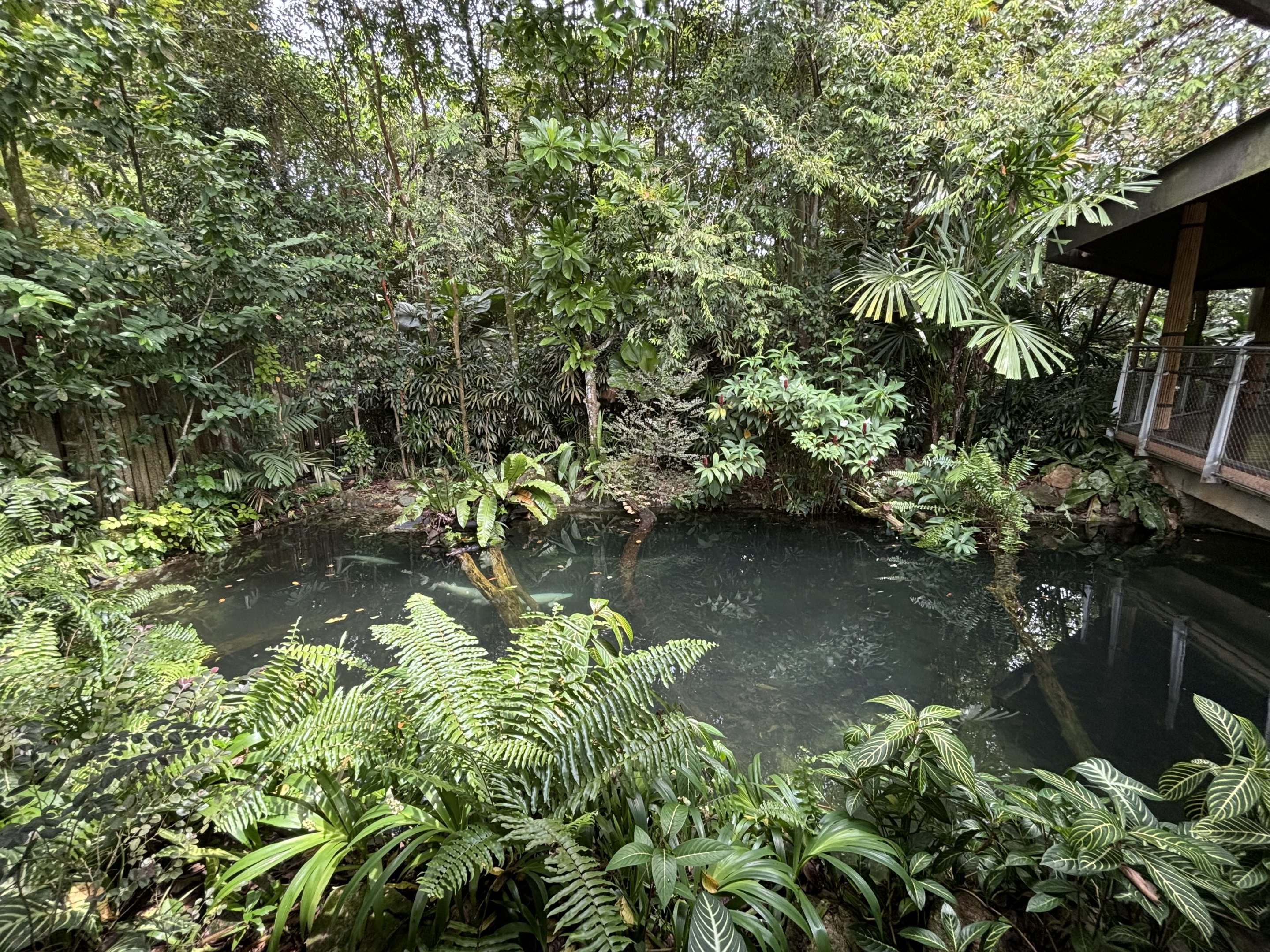 Cuvier’s Dwarf Caiman Exhibit