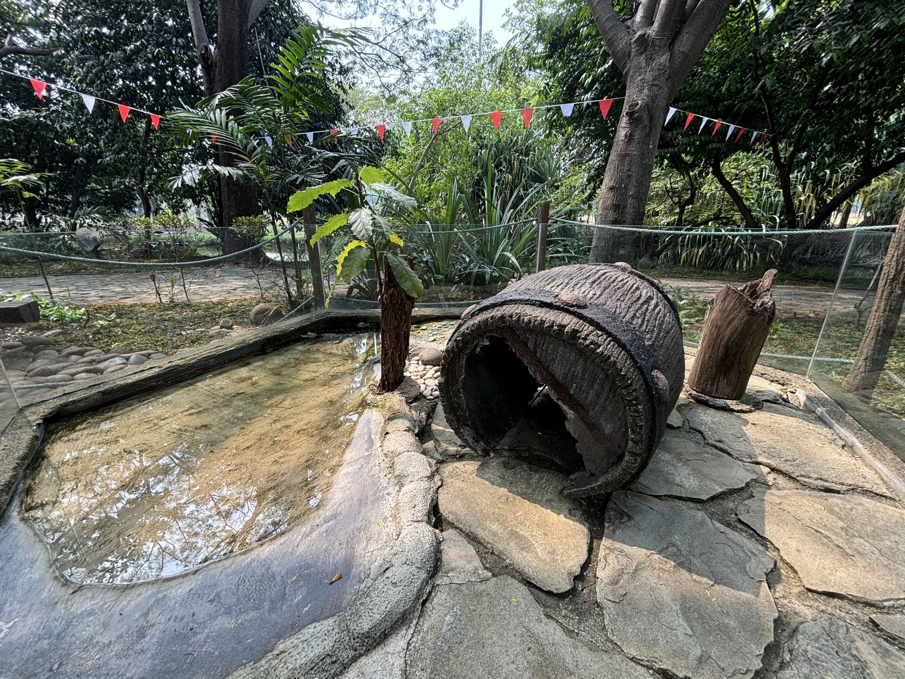 Cuvier’s Dwarf Caiman Exhibit