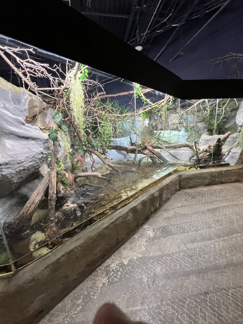 Cuvier’s Dwarf Caiman Exhibit