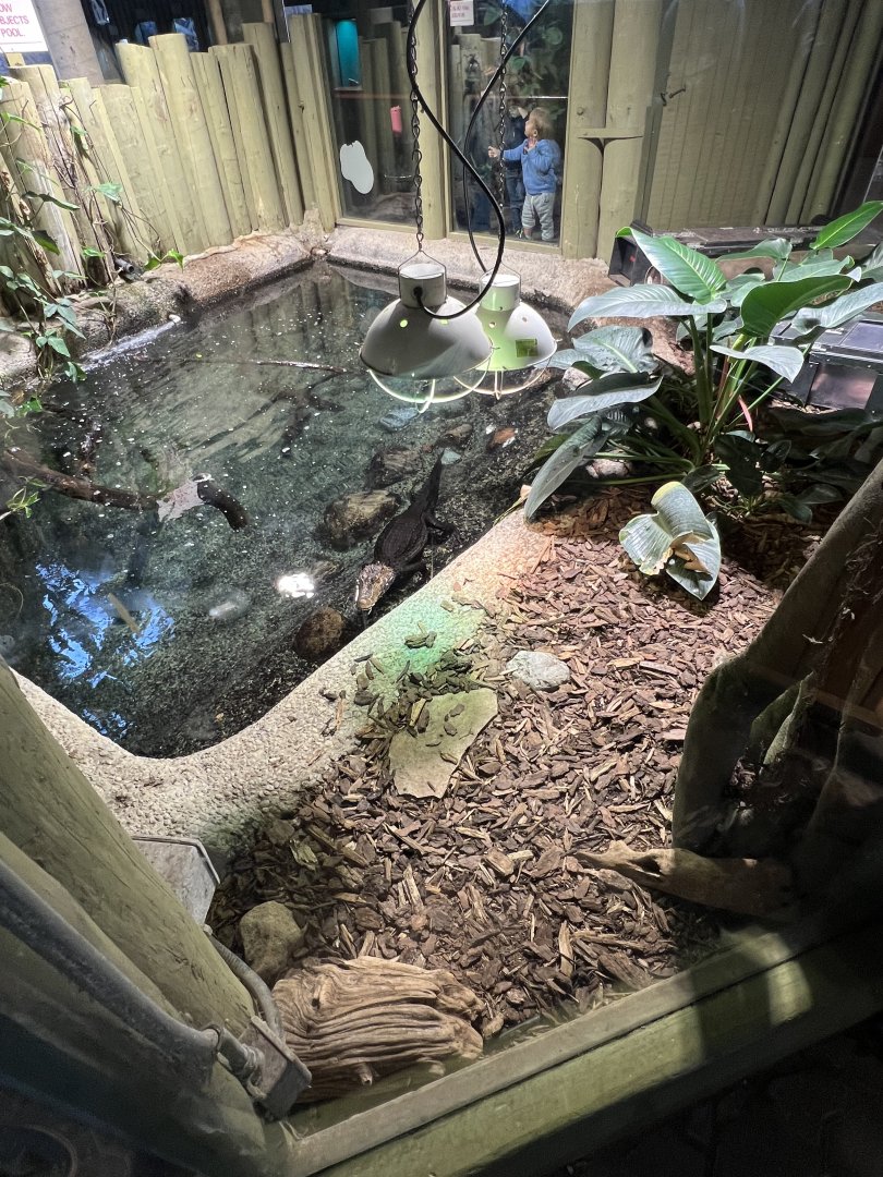 Cuvier’s Dwarf Caiman Exhibit