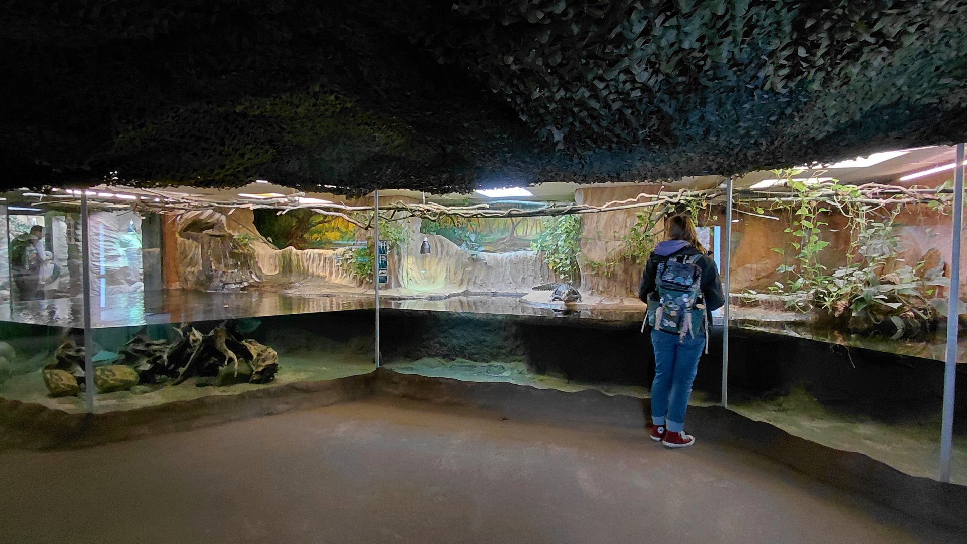 Cuvier's dwarf caiman exhibit