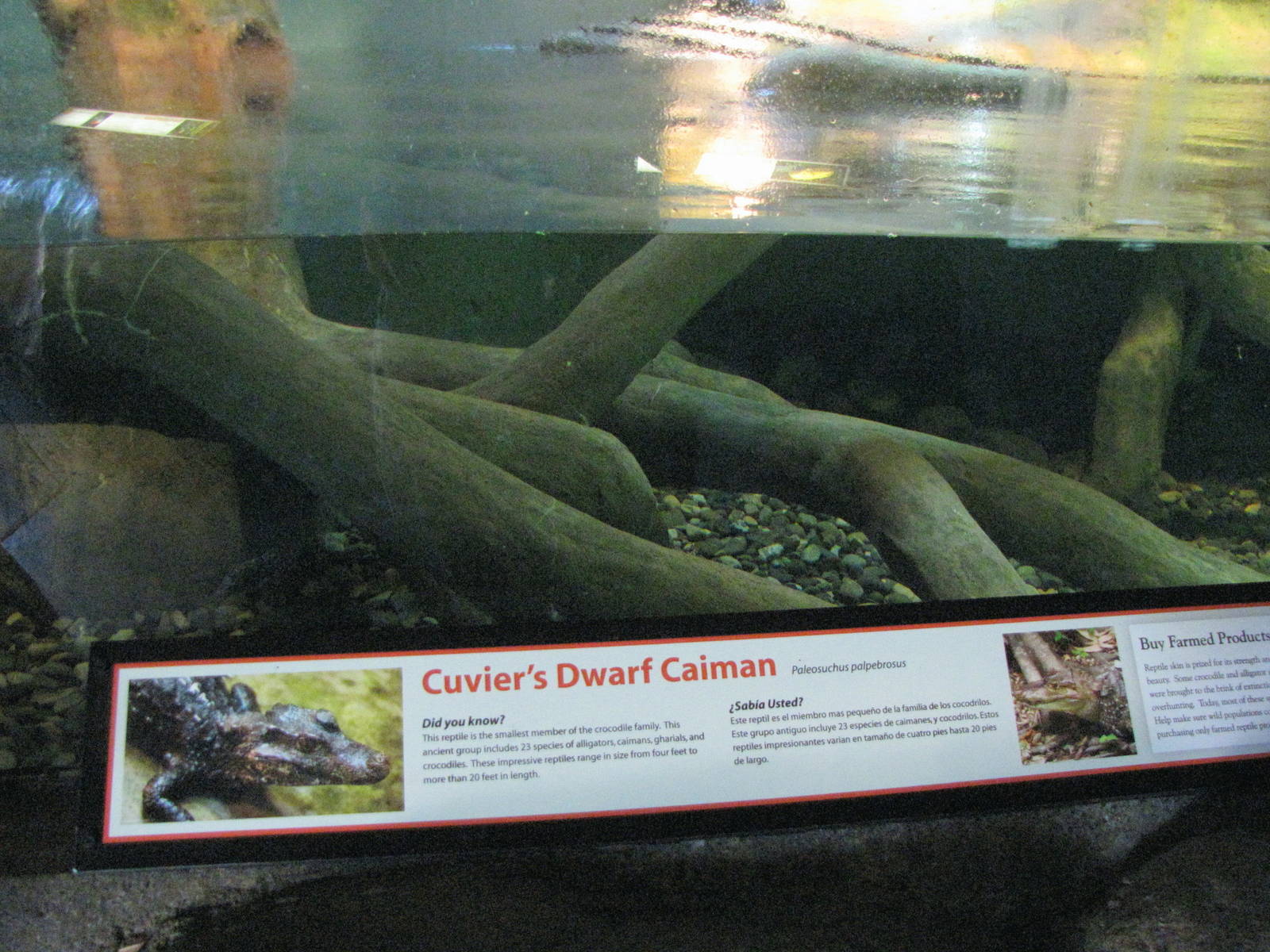 Cuviers Dwarf Caiman Exhibit