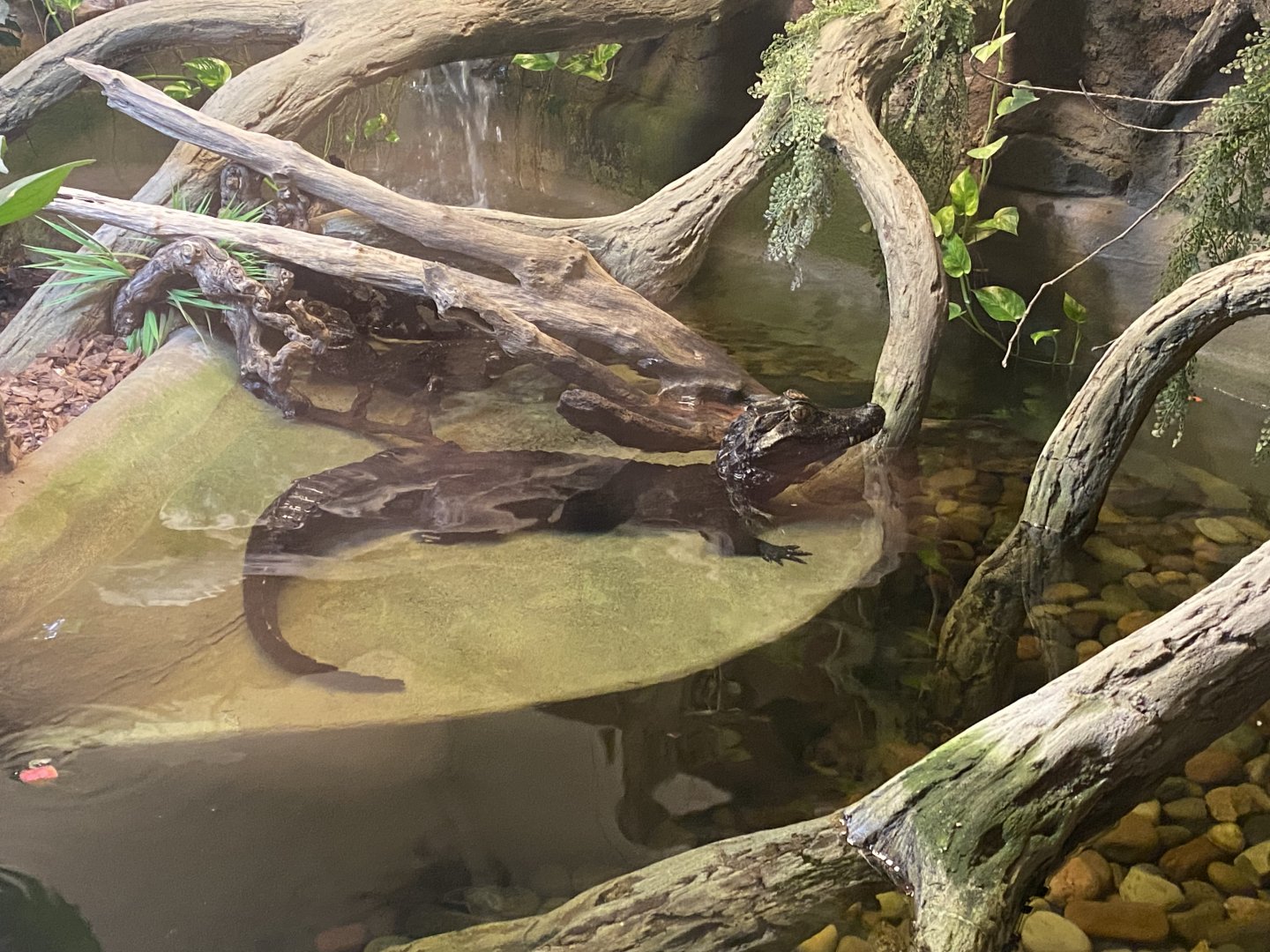 Cuvier’s dwarf caiman image 1