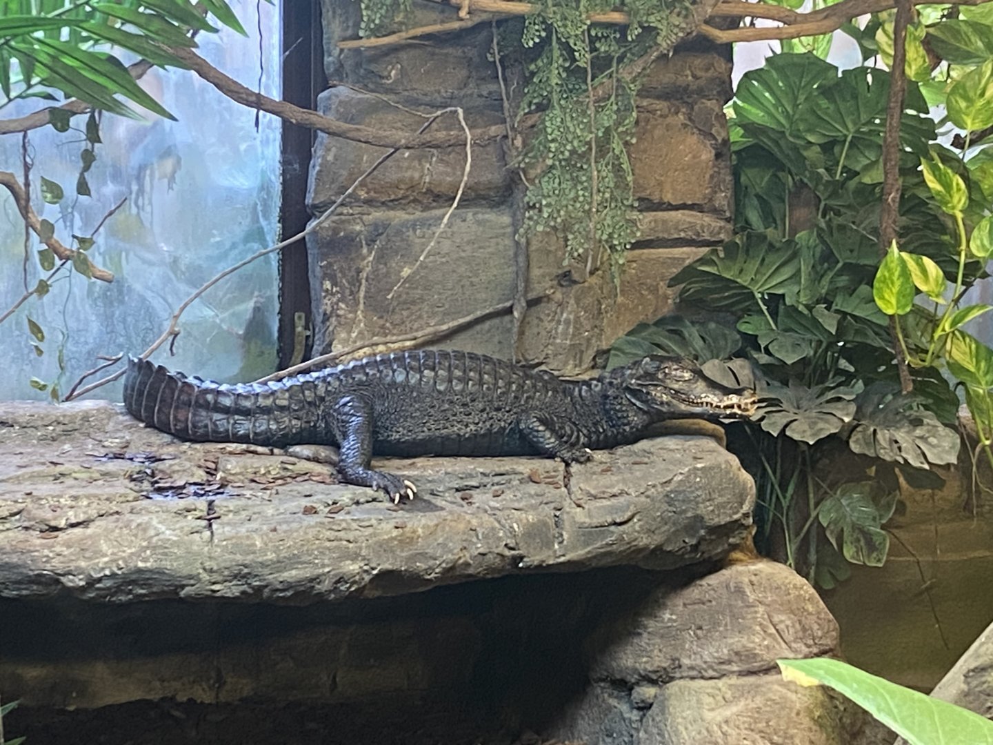 Cuvier’s dwarf caiman image 2