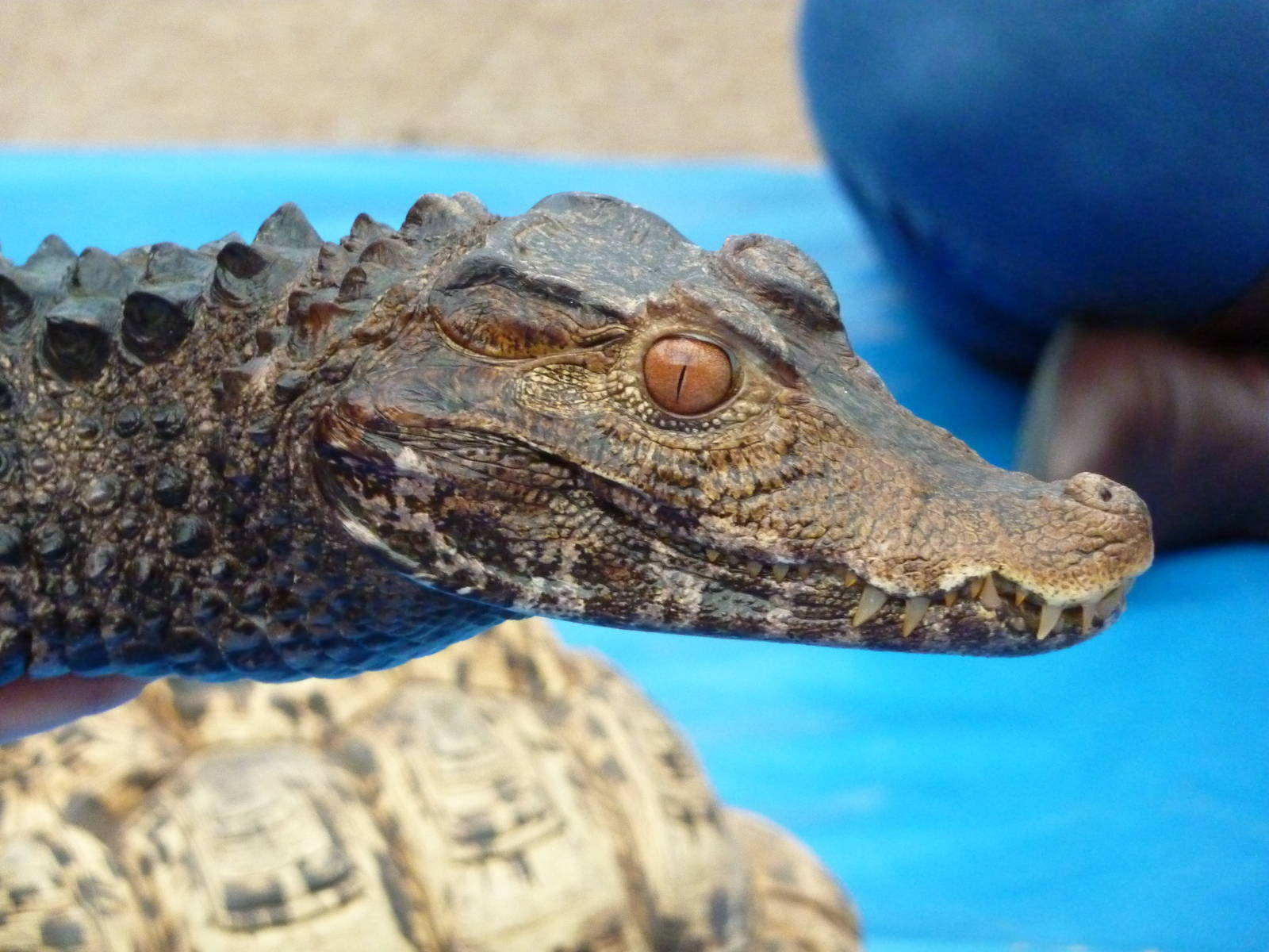 Cuvier's dwarf caiman in animal display