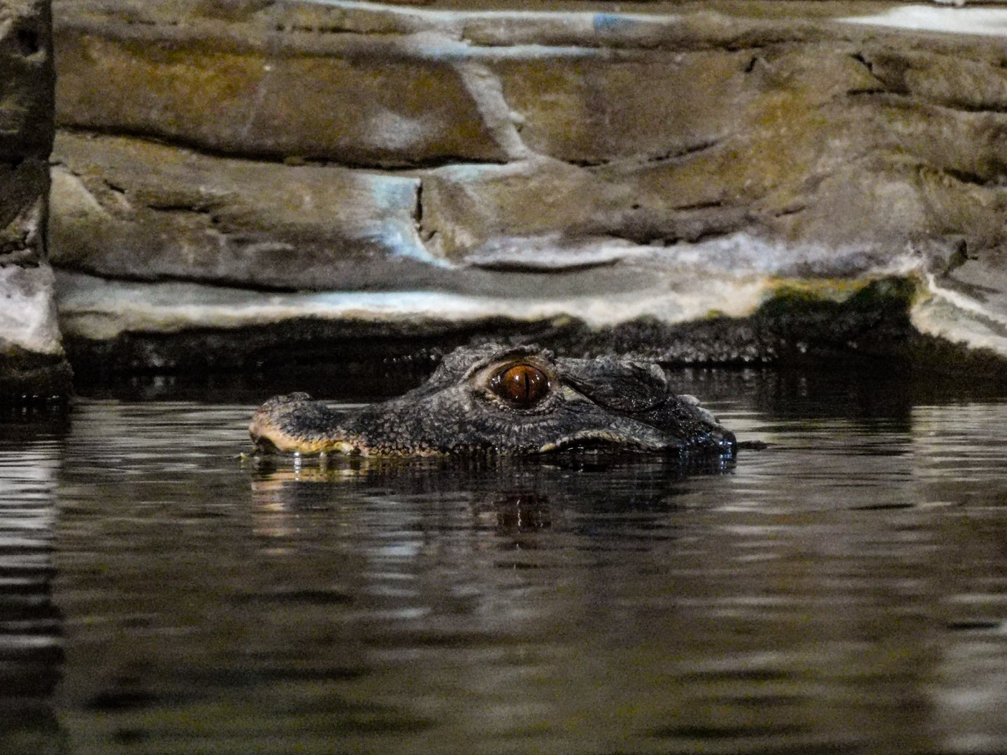 Cuvier's Dwarf Caiman-LLPA