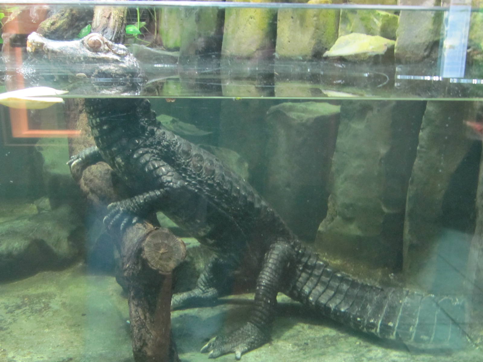 Cuvier's Dwarf Caiman nov 2010