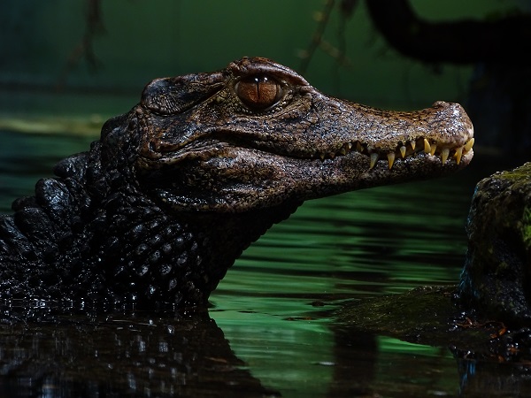 Cuvier's dwarf caiman (Paleosuchus palpebrosus) (07/22)
