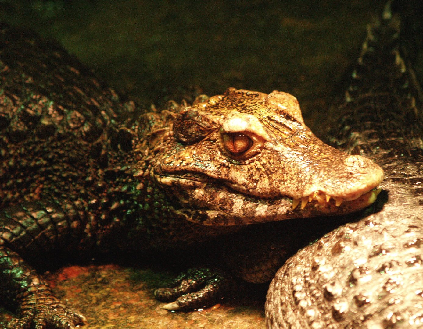 Cuvier's dwarf caiman (Paleosuchus palpebrosus), 2009-04-14