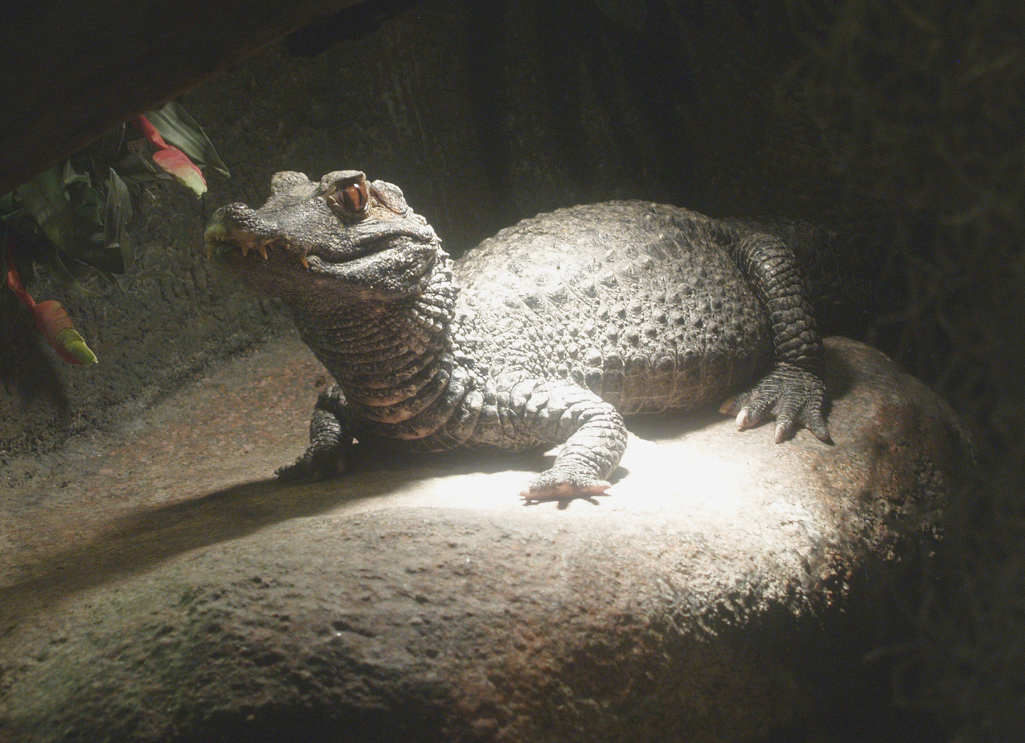 Cuvier's dwarf caiman (Paleosuchus palpebrosus), 2014-02-16