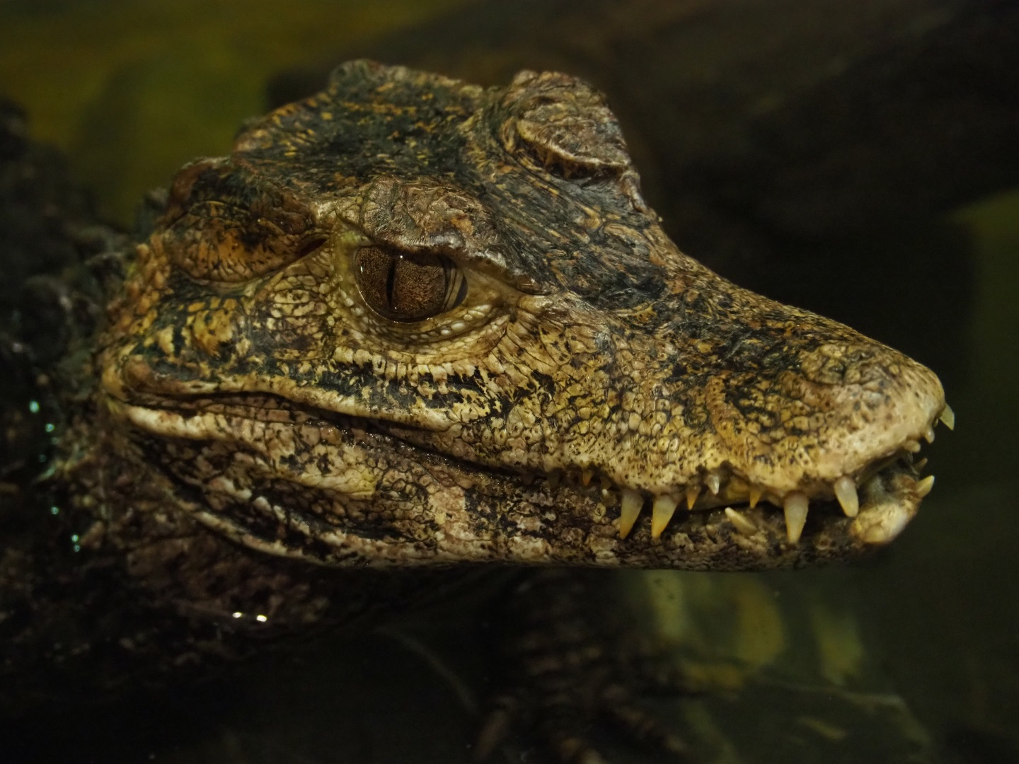 Cuvier's dwarf caiman (Paleosuchus palpebrosus), 2019-04-06